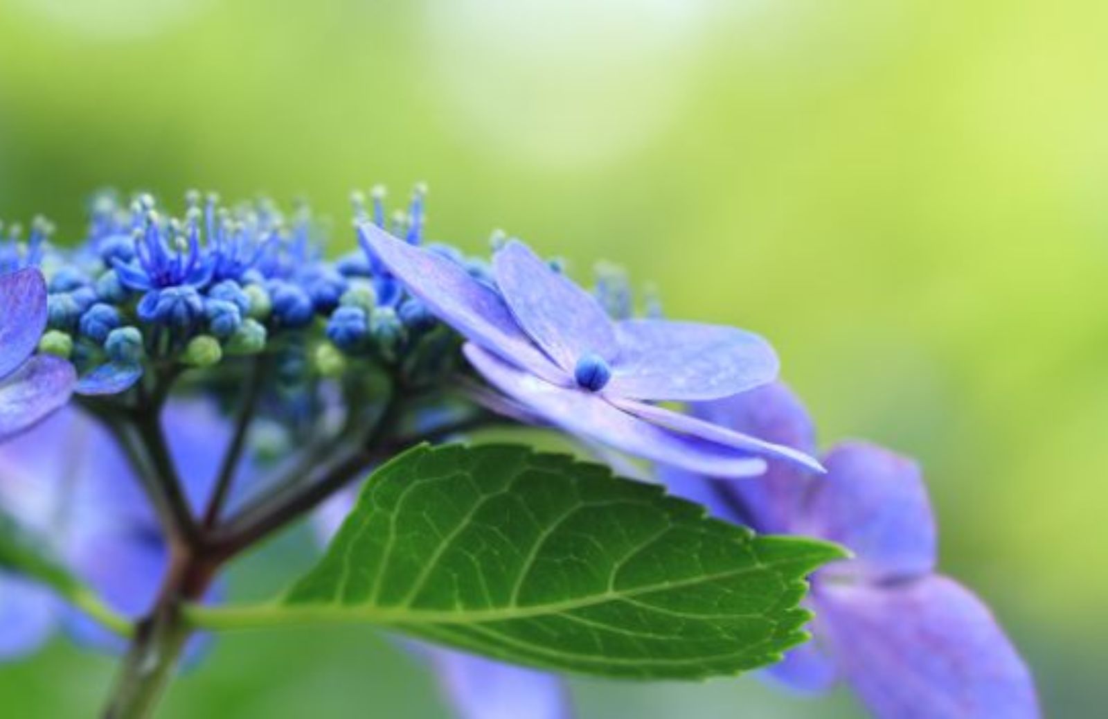 Come curare l’Hydrangea in autunno