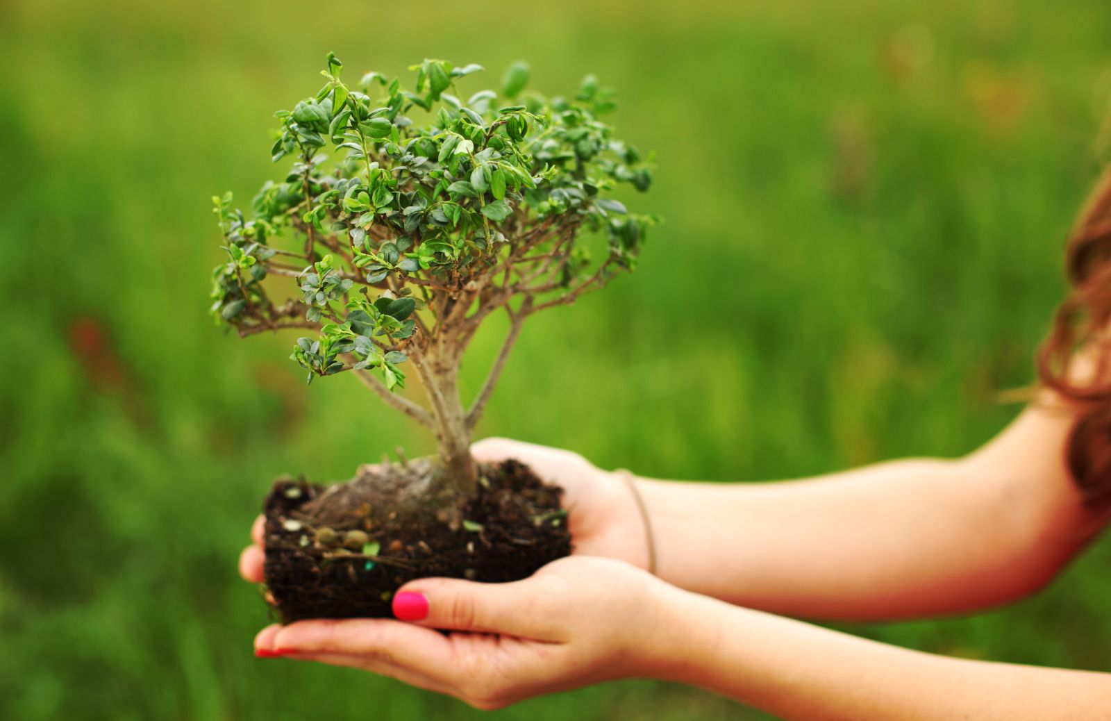 Come curare un bonsai