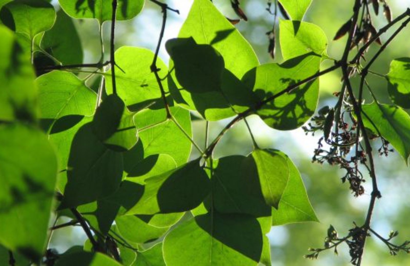 Come curare una pianta con la clorosi ferrica