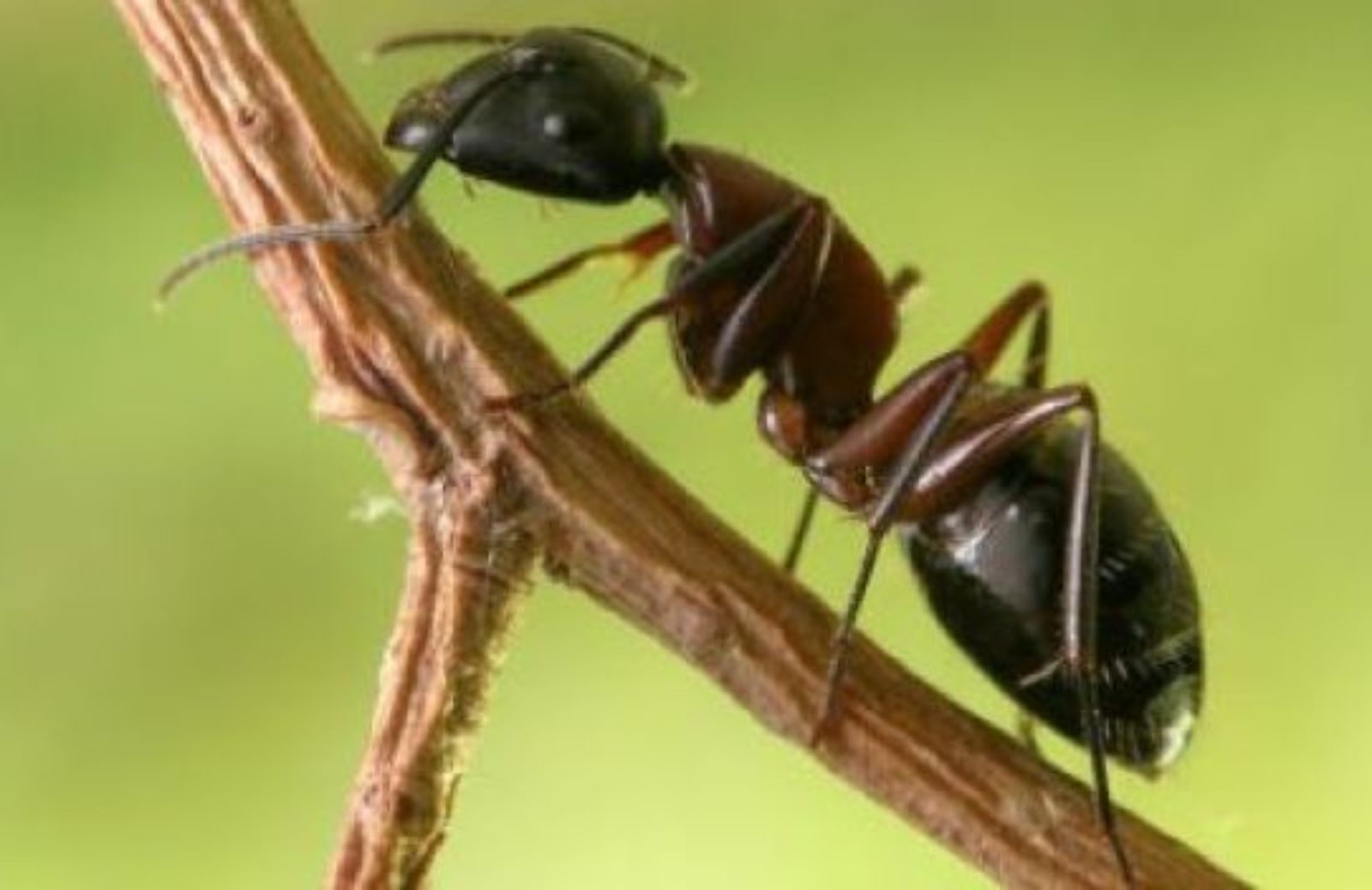 Come evitare che le formiche invadano il tuo orto