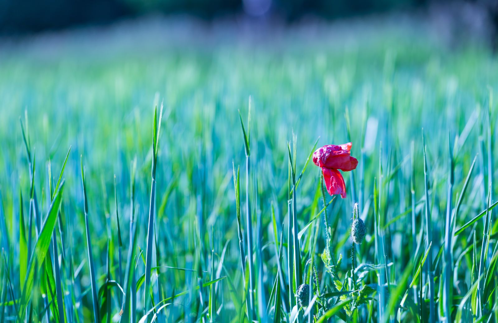 Come illuminare il tuo giardino