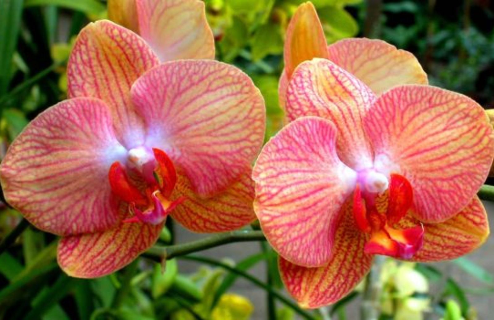 Come impiantare correttamente un'orchidea