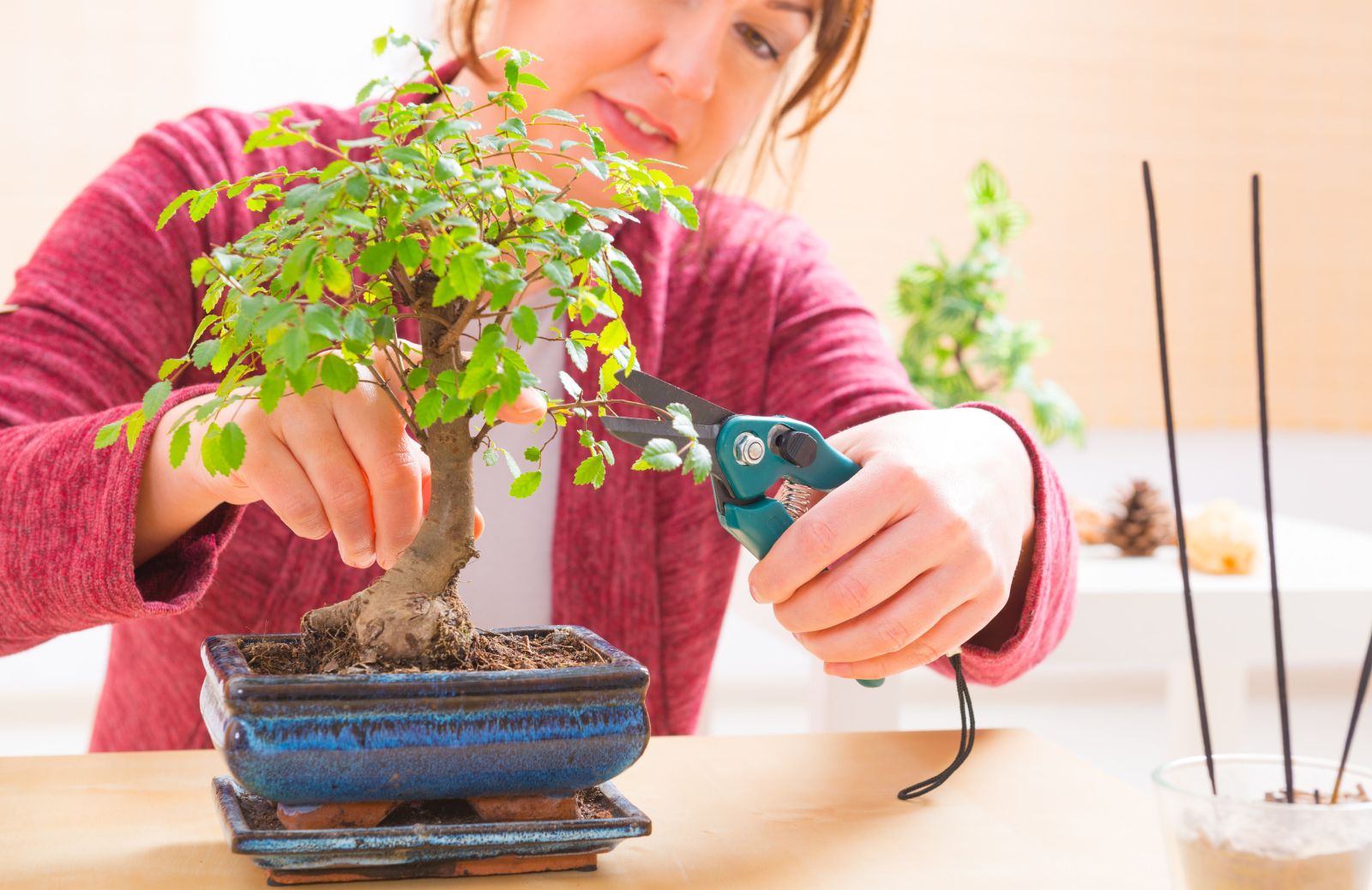 Bonsai: guida alla cura del tuo albero in miniatura