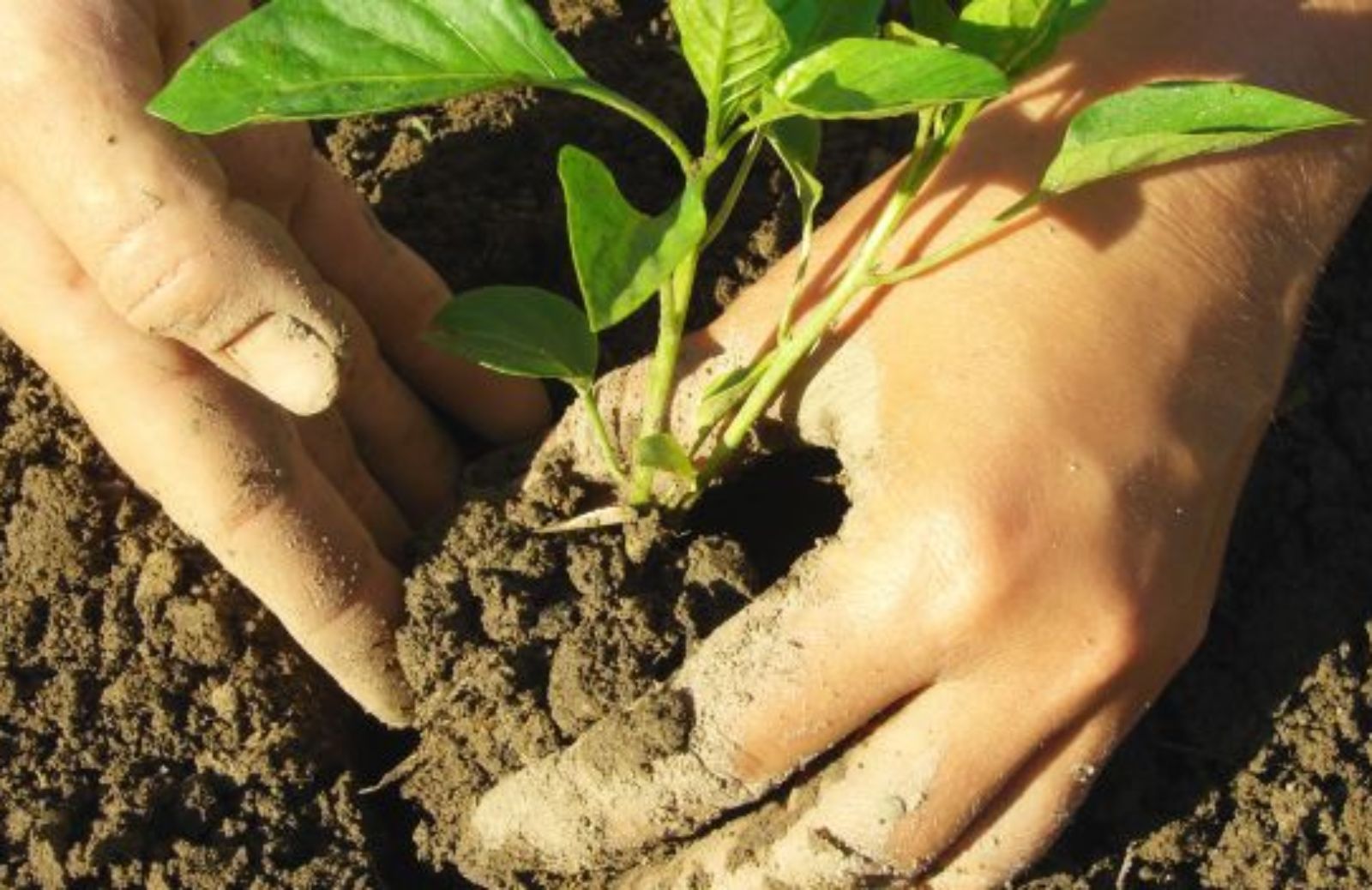 Come proteggere il terreno del giardino rendendolo fertile