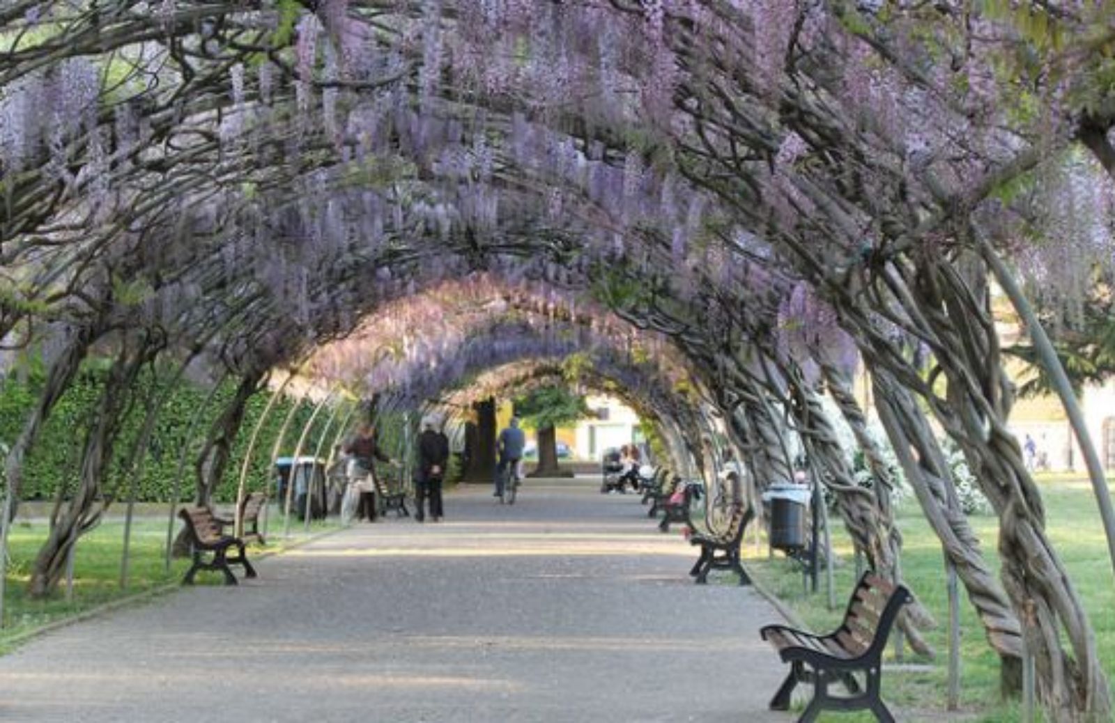 Come realizzare un tunnel fiorito