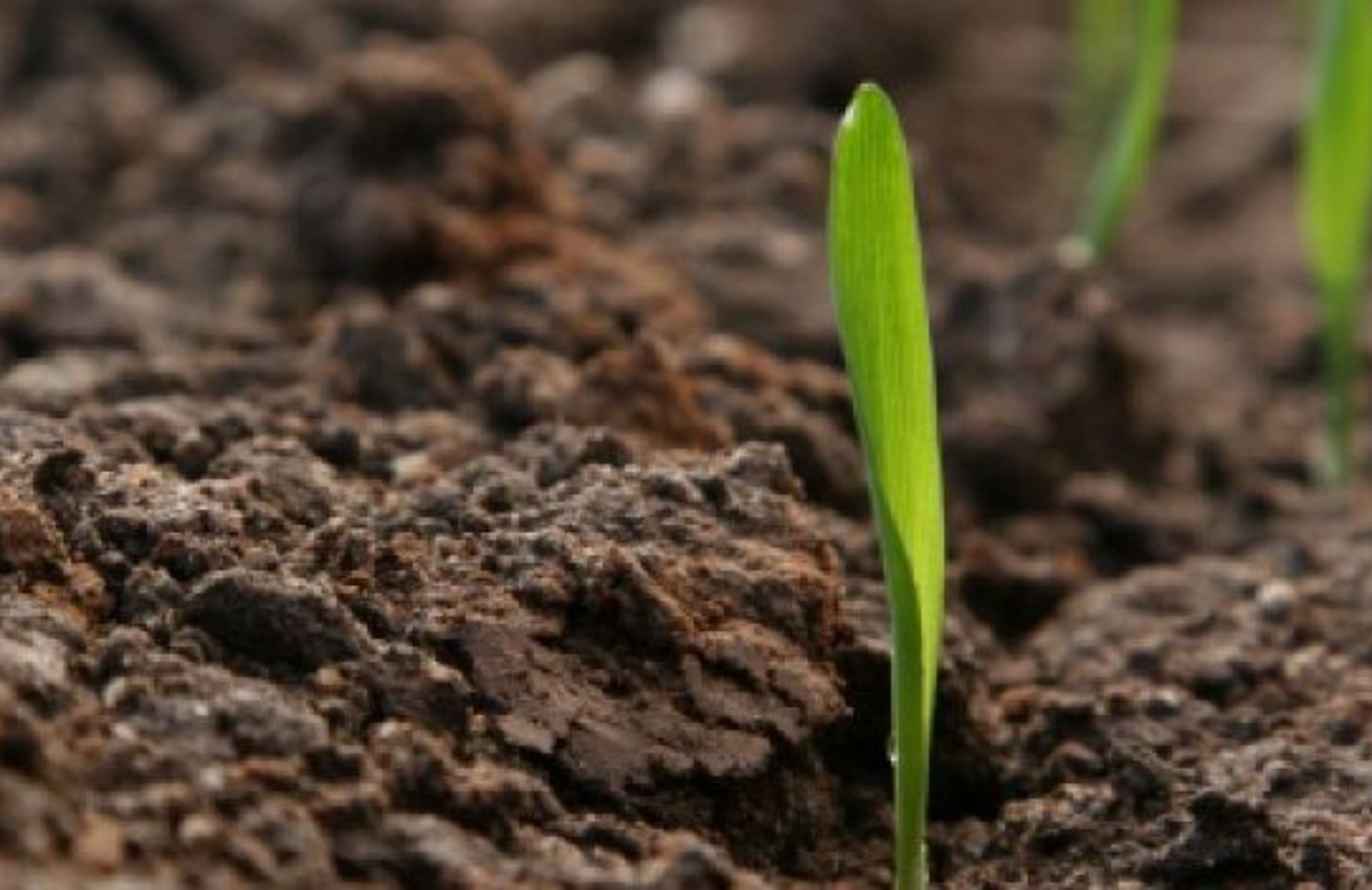 Come risparmiare l'acqua per il giardino