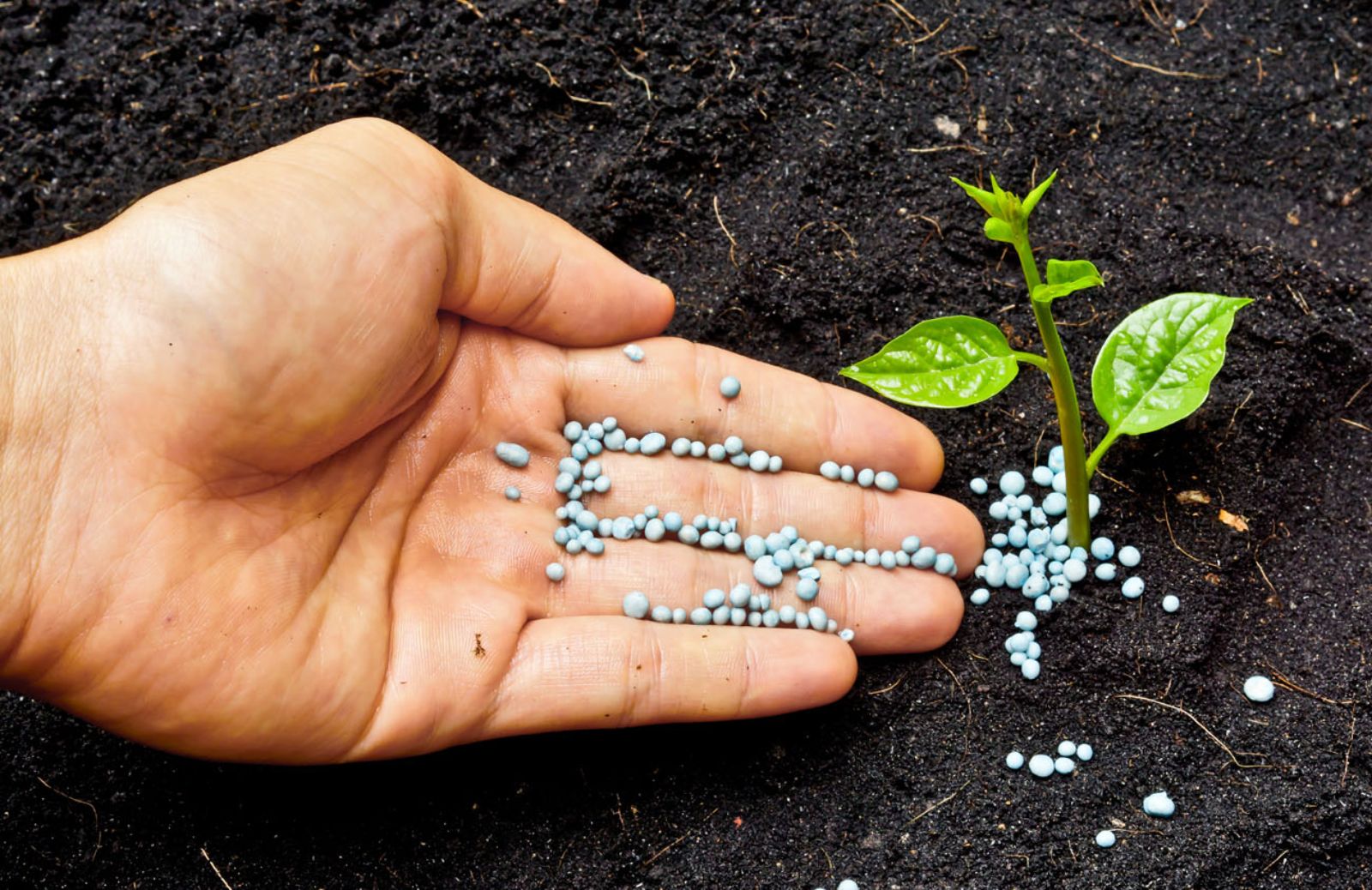 Come scegliere il concime per piante e fiori