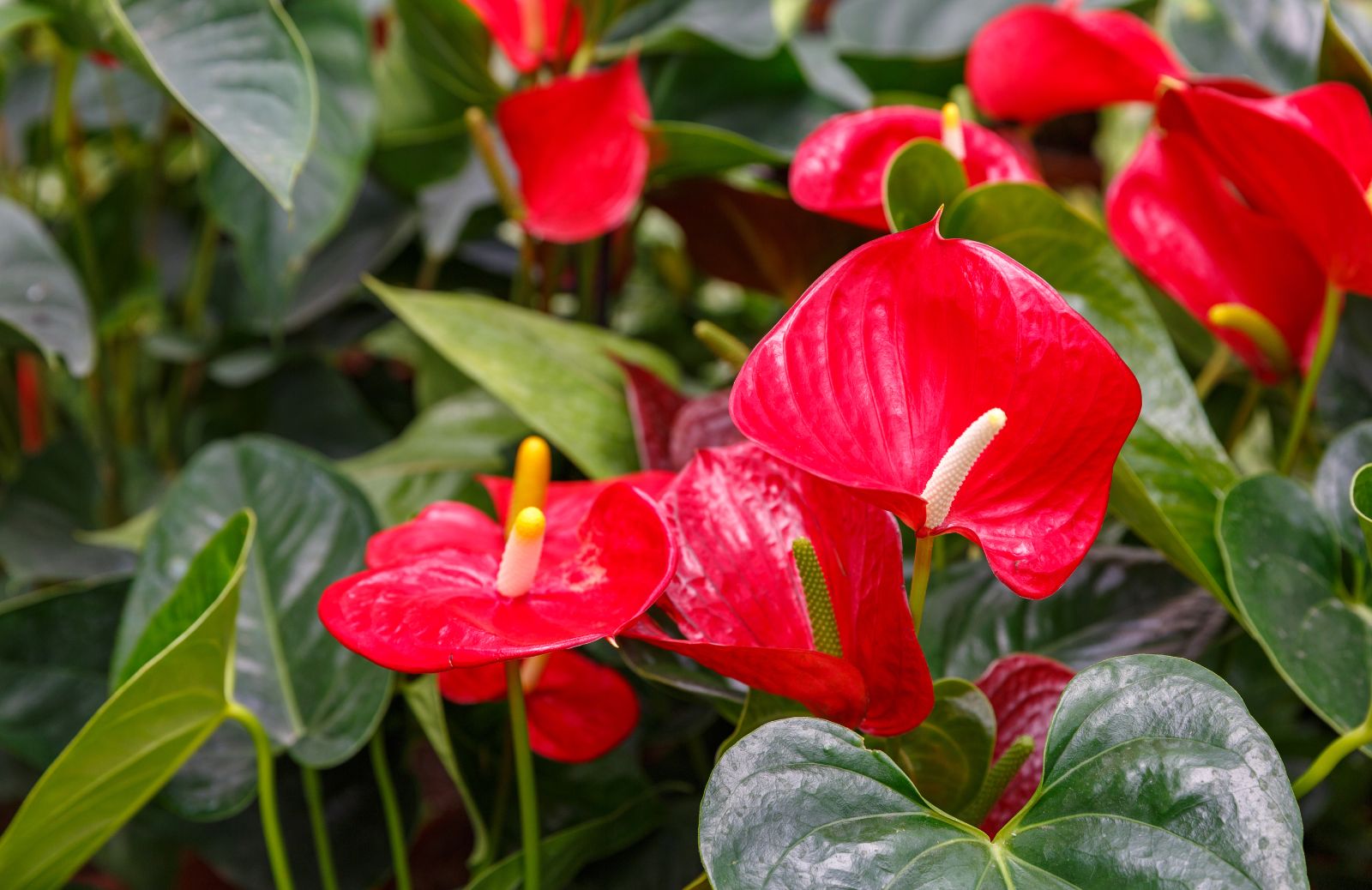 Come stimolare la fioritura dell'anthurium