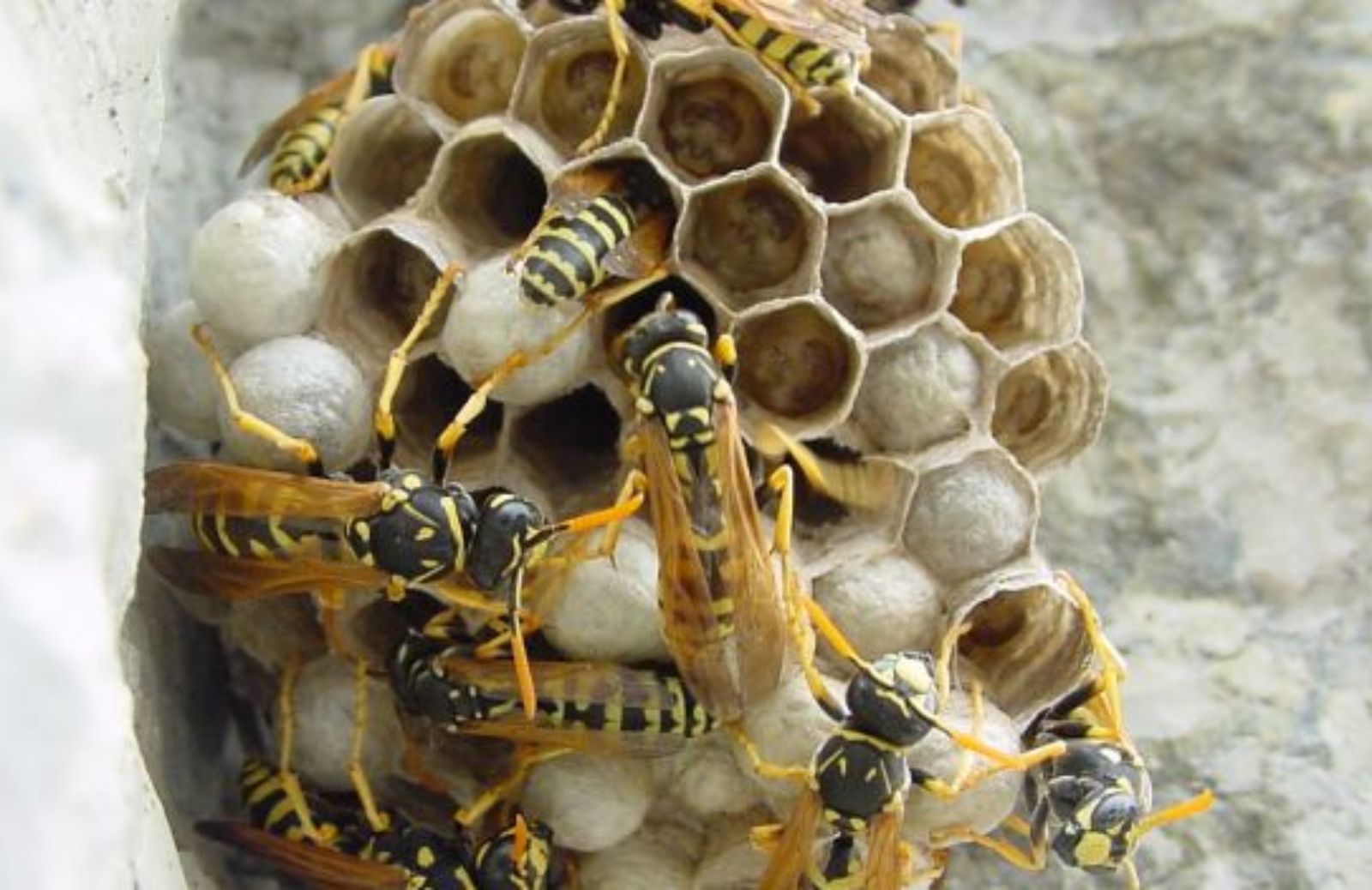 Come togliere un nido di vespe