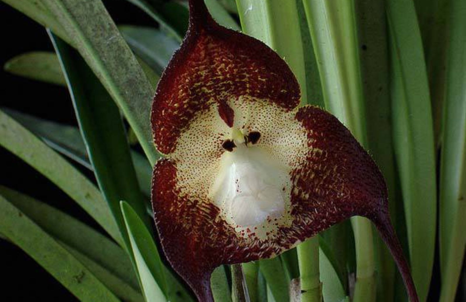 Orchidee: le specie più belle