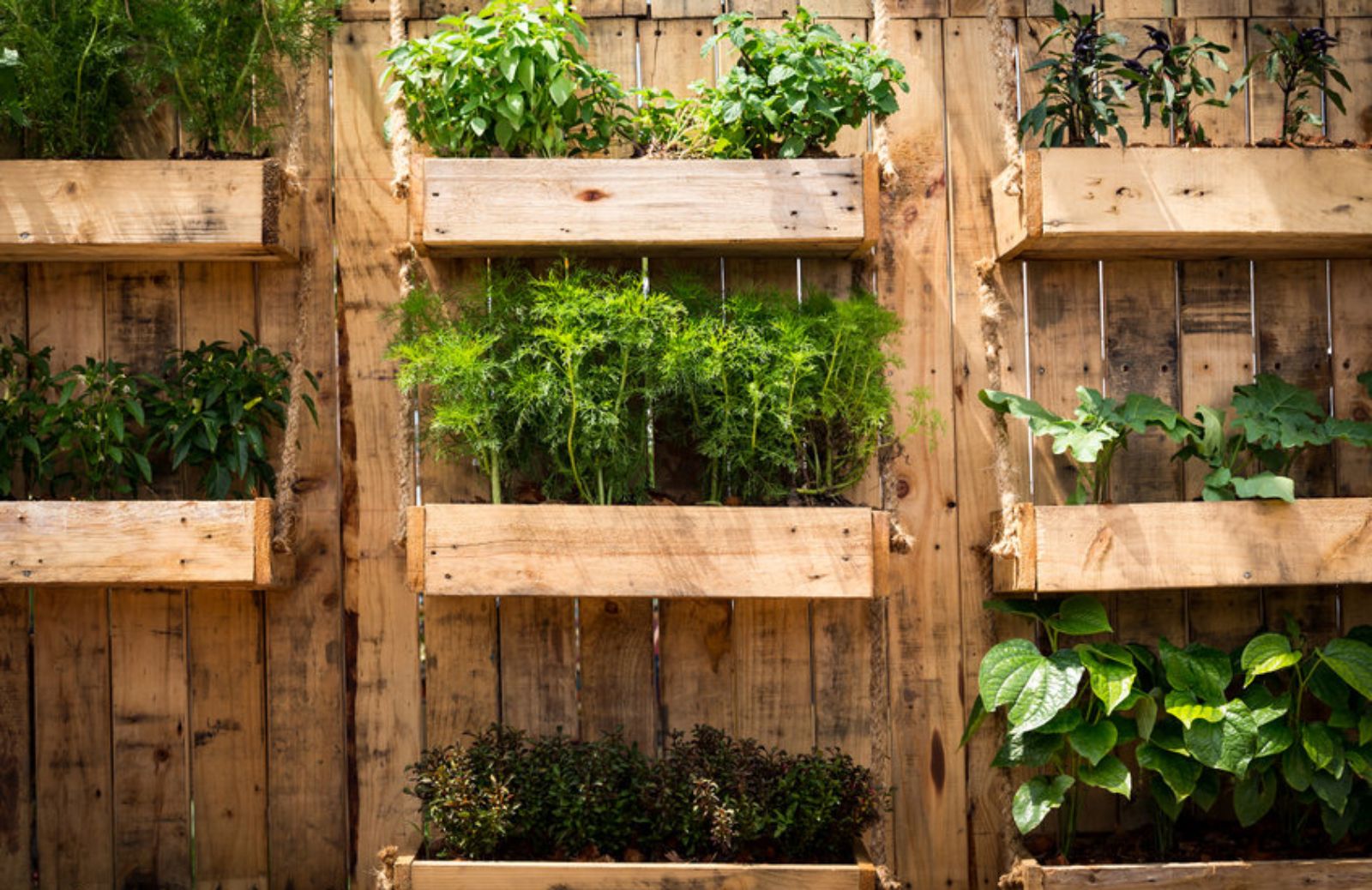 Orto sul balcone fai da te: i nostri consigli! - Donnaflora Garden Center