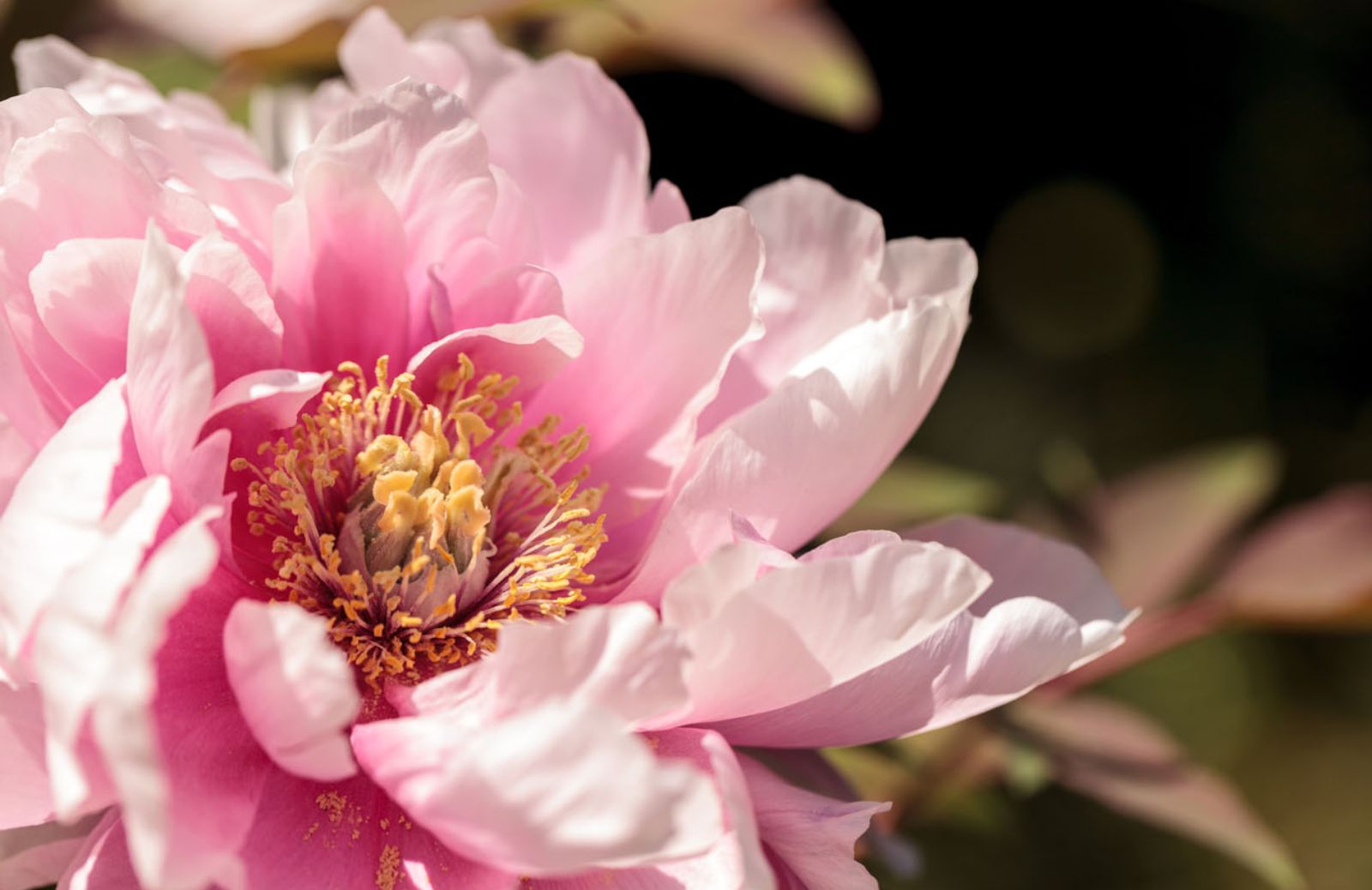 Peonia, il fiore degli dei: come farla diventare bellissima