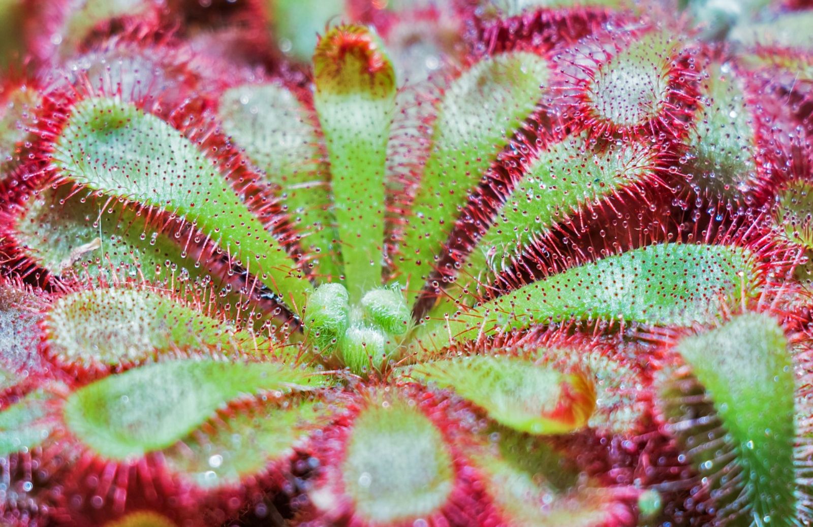 Piante carnivore: come curare la Drosera capensis