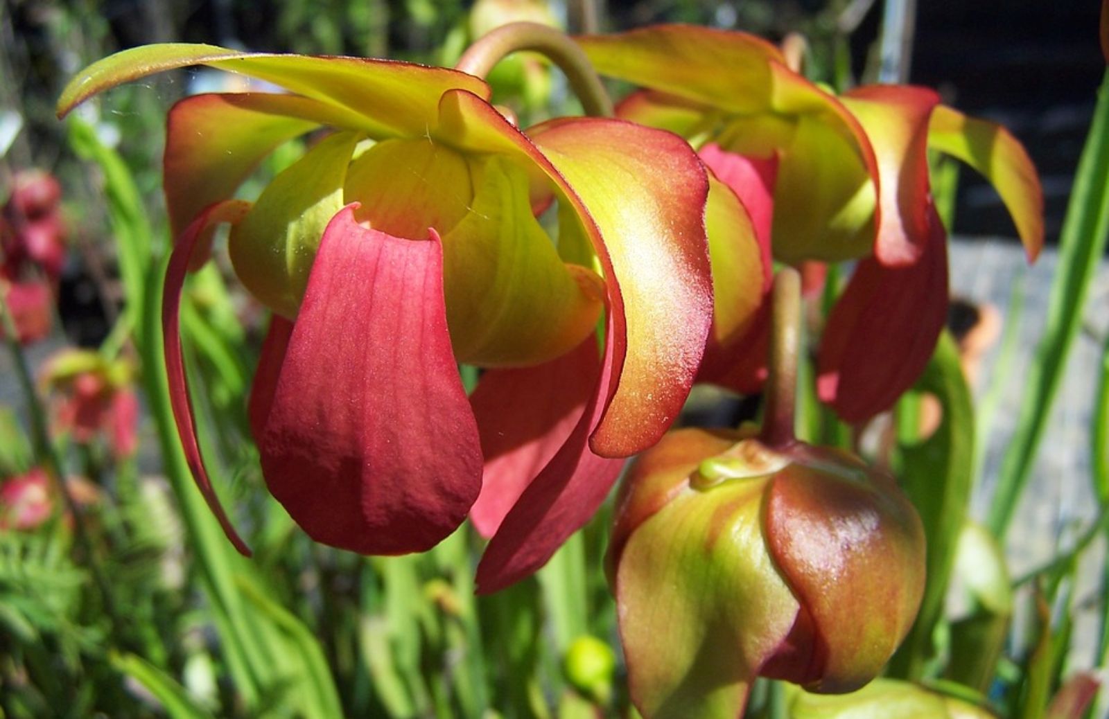 Piante carnivore: come curare la sarracenia