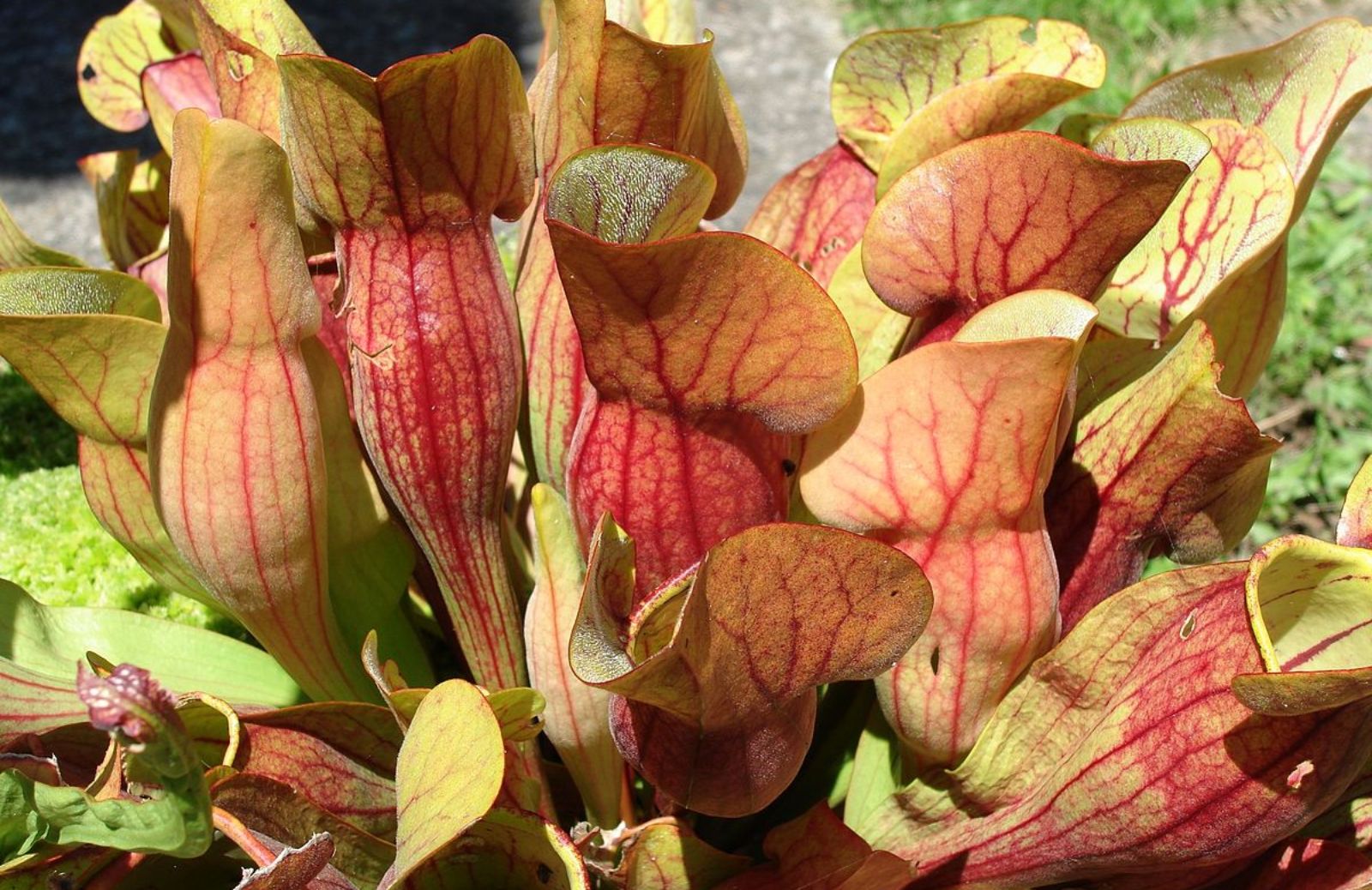 Piante carnivore: come si coltiva la Sarracenia Purpurea