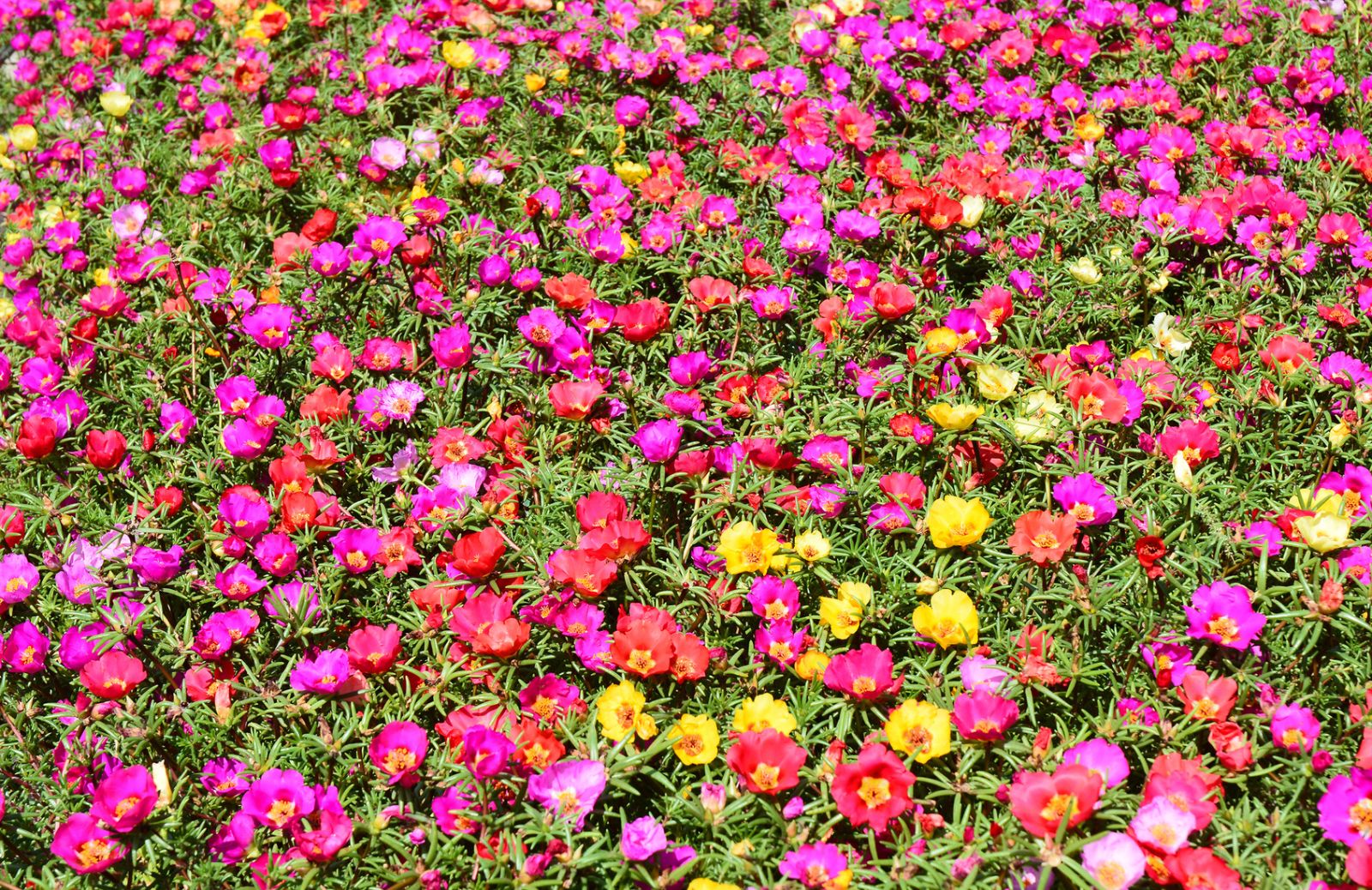 Portulaca: come far diventare bellissima un'erba spontanea