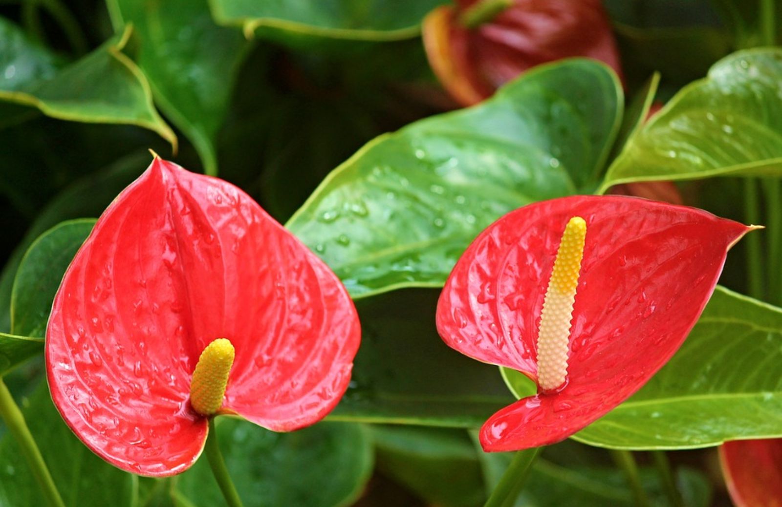 Tutti i colori dell'Anthurium