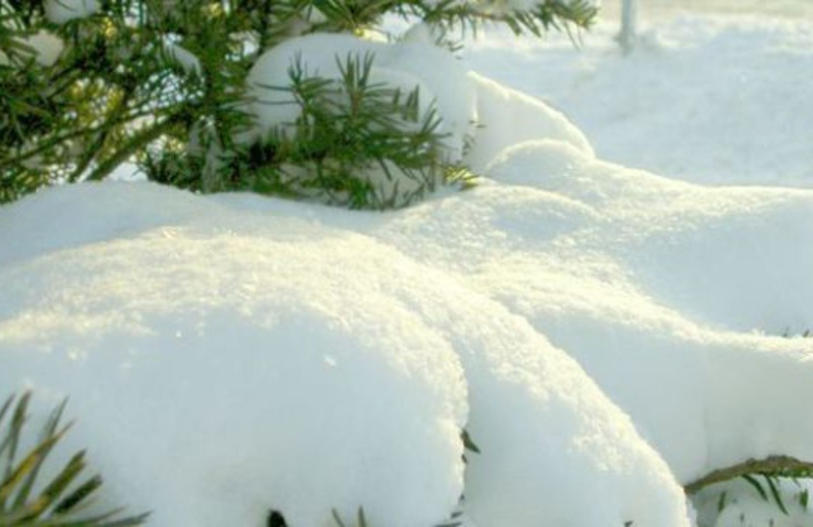 Come rimuovere la neve dalle chiome di una pianta