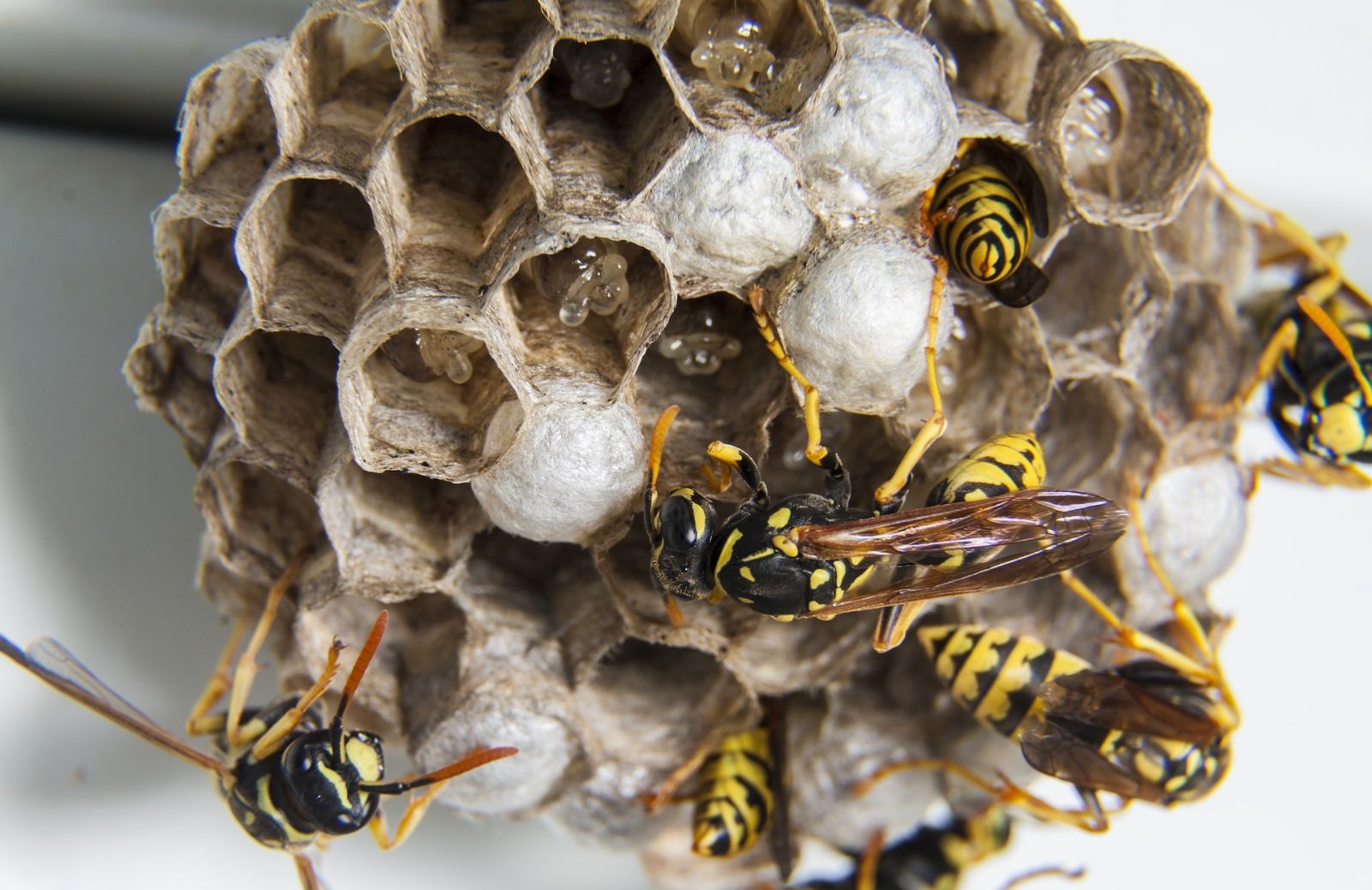 Nido di vespe o nido di api: tutte le differenze