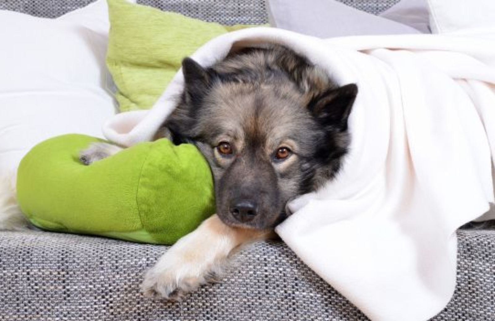 Come lavare le coperte degli animali domestici