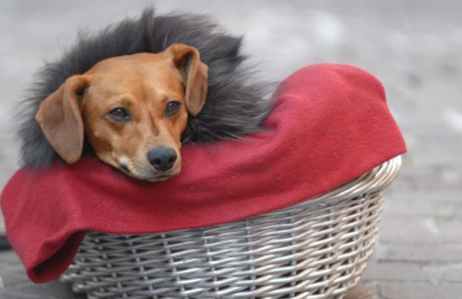 Come pulire la cuccia del cane