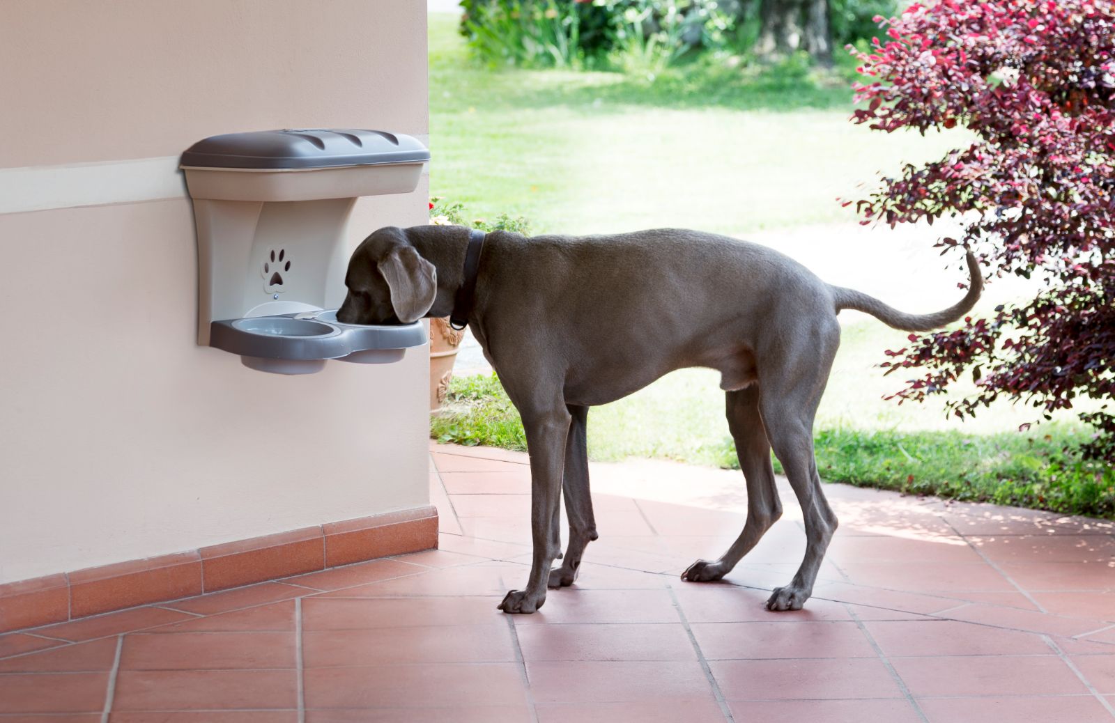 Cani e alimentazione: favorire la corretta postura ed evitare la torsione gastrica con la giusta ciotola