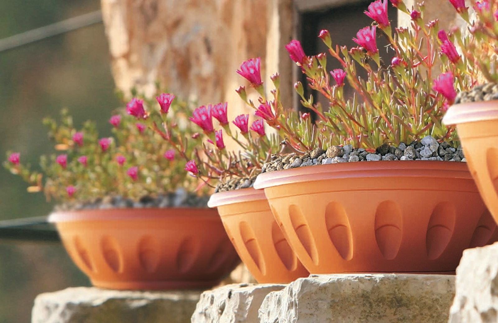 Coltivare le piante in vaso: l’importanza dei materiali