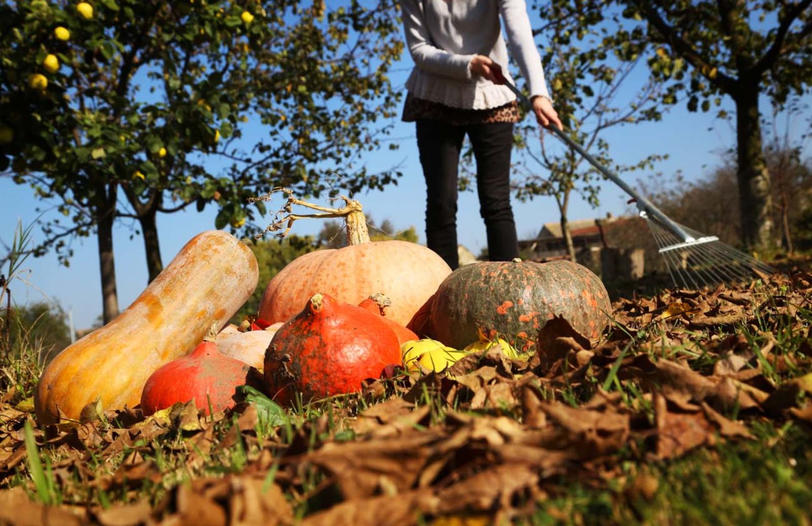 Come curare il giardino e l'orto a novembre: il calendario dei lavori