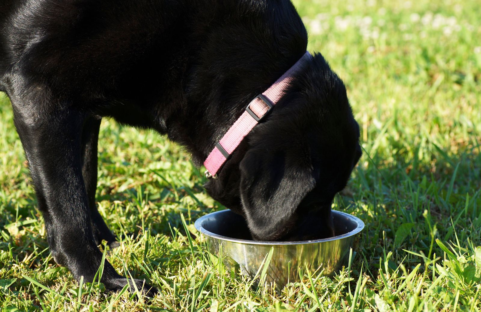 3 ricette per cani con problemi renali