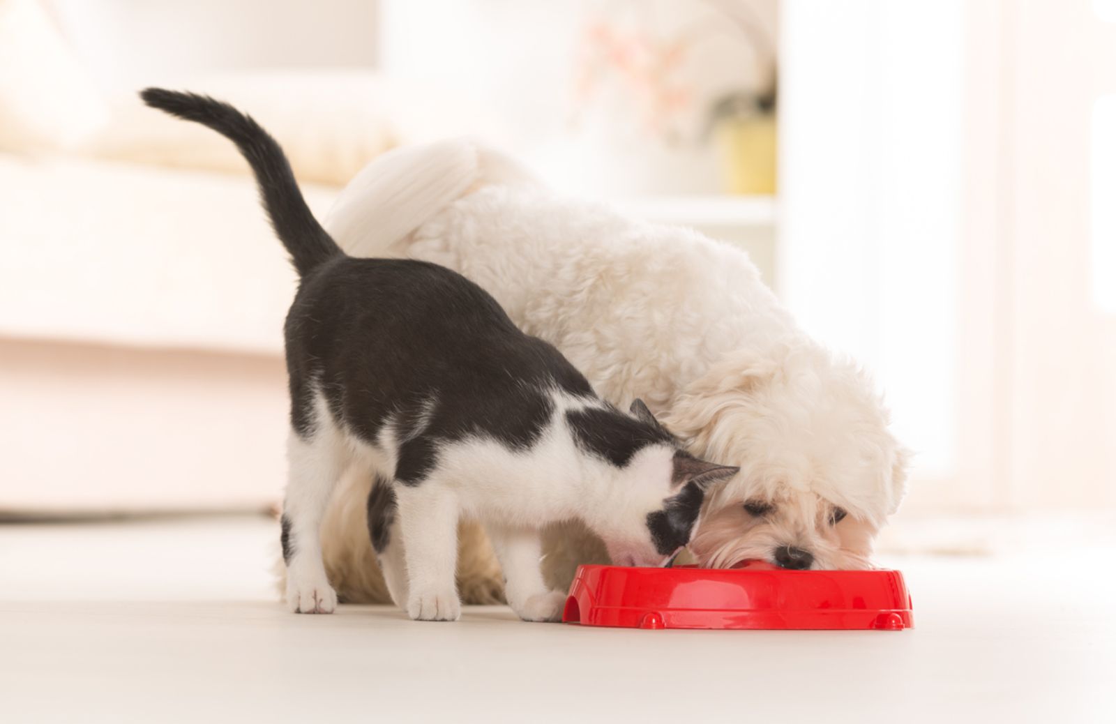 Come affrontare i problemi gastroenterici nei cani e nei gatti 