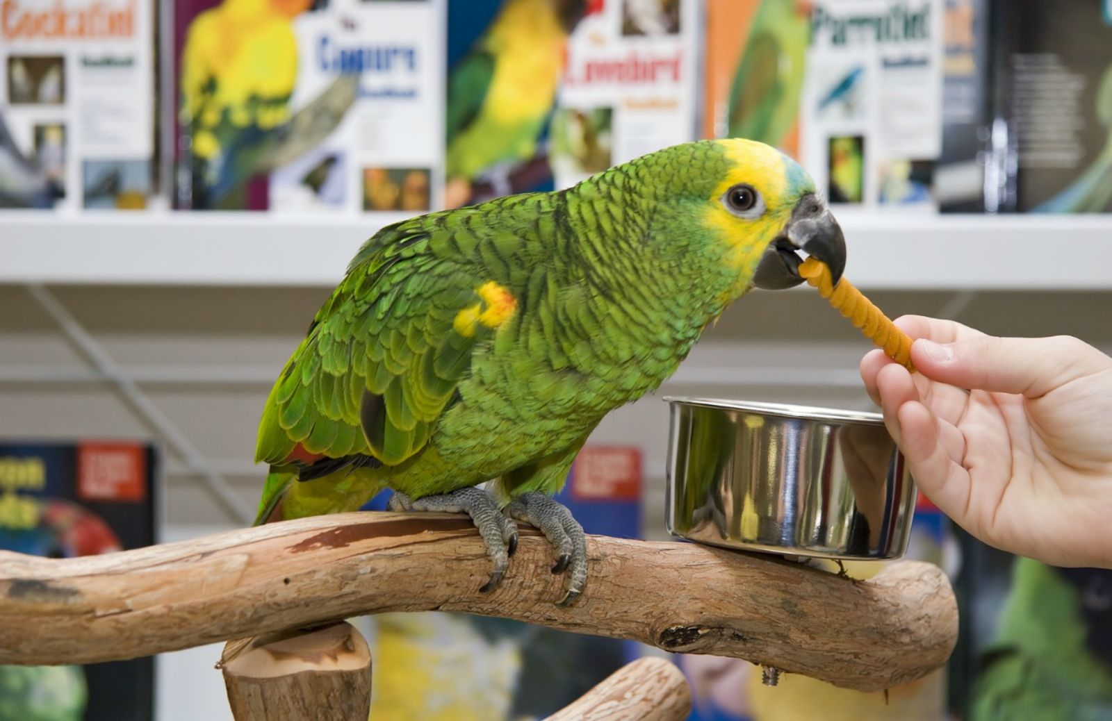Come deve essere una dieta equilibrata per i pappagalli 