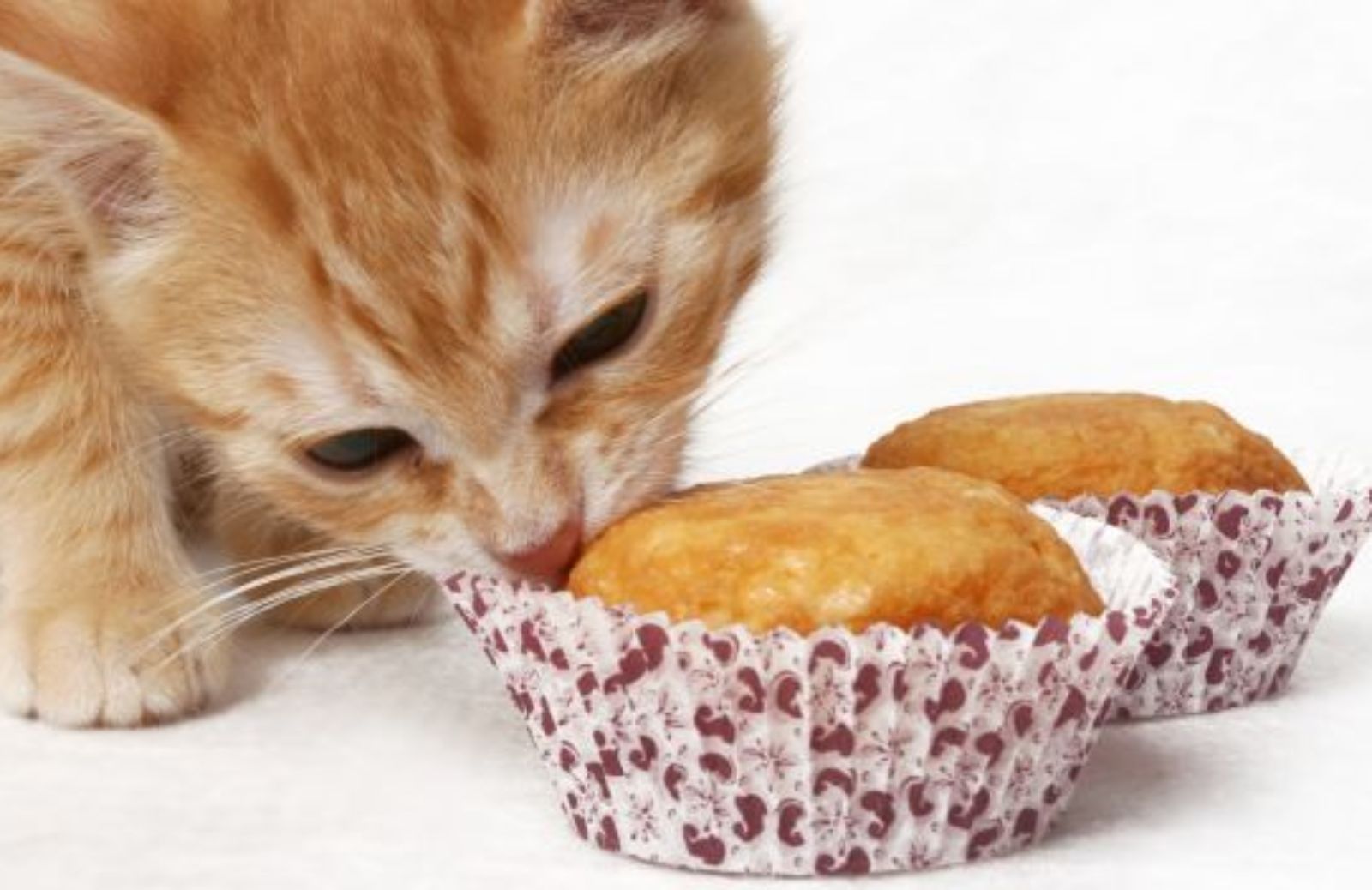 Come fare i cupcakes salati per il vostro gatto