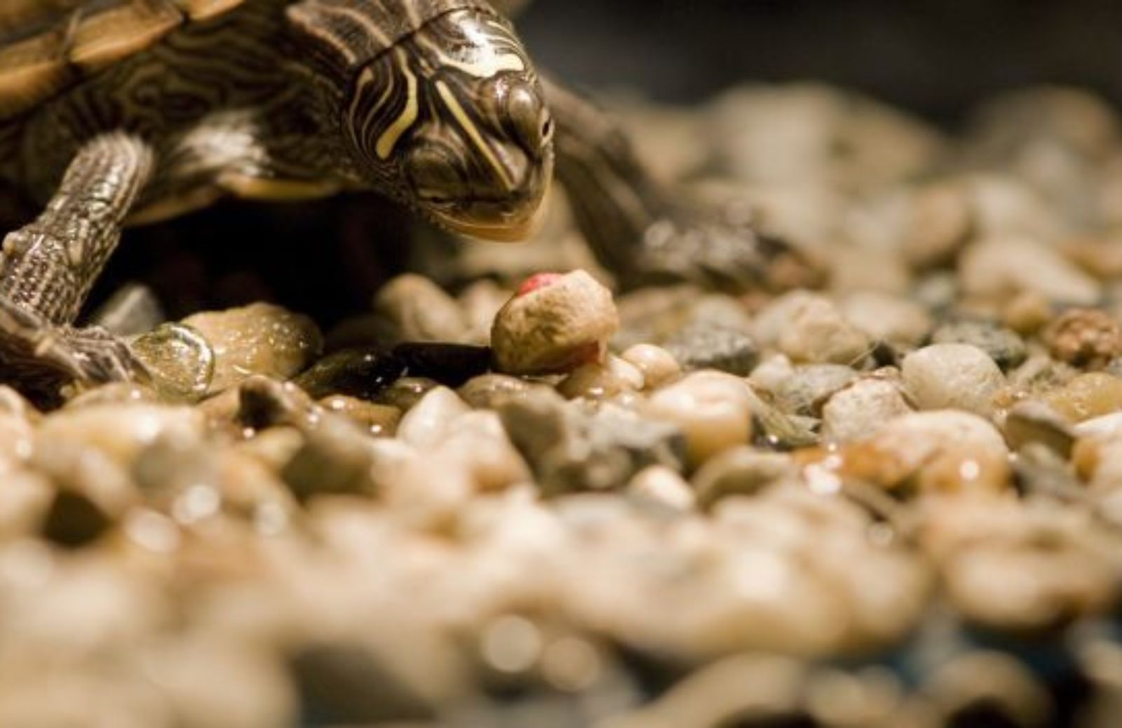 Come fare se la tartaruga d’acqua rifiuta la verdura 