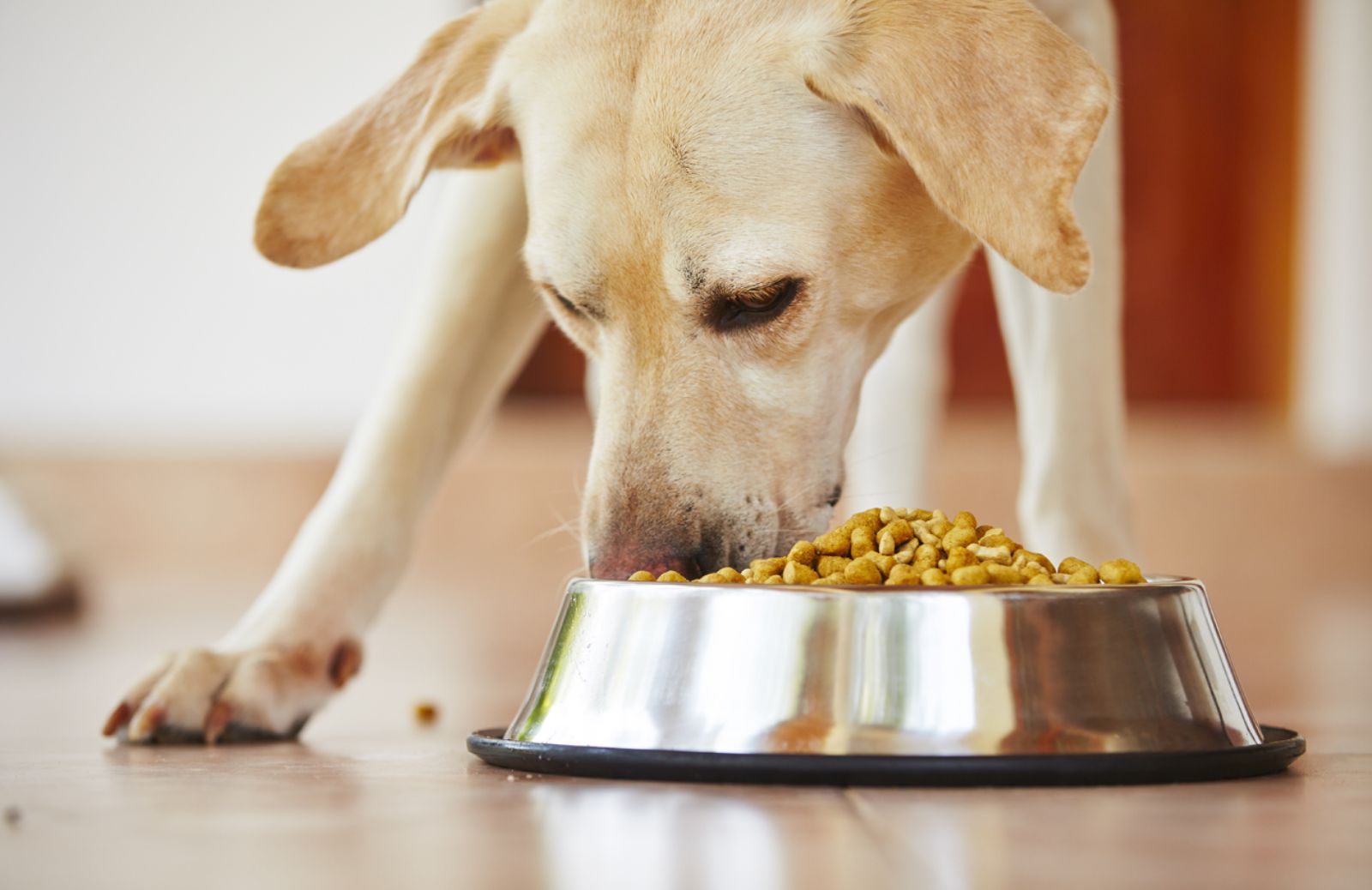 Come nutrire il cane dopo un intervento