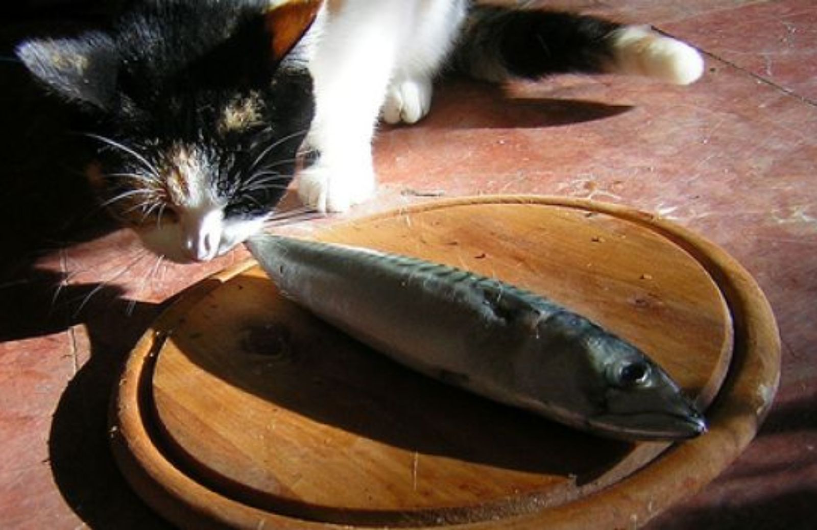 Come preparare deliziosi biscotti alle sardine per il vostro gatto