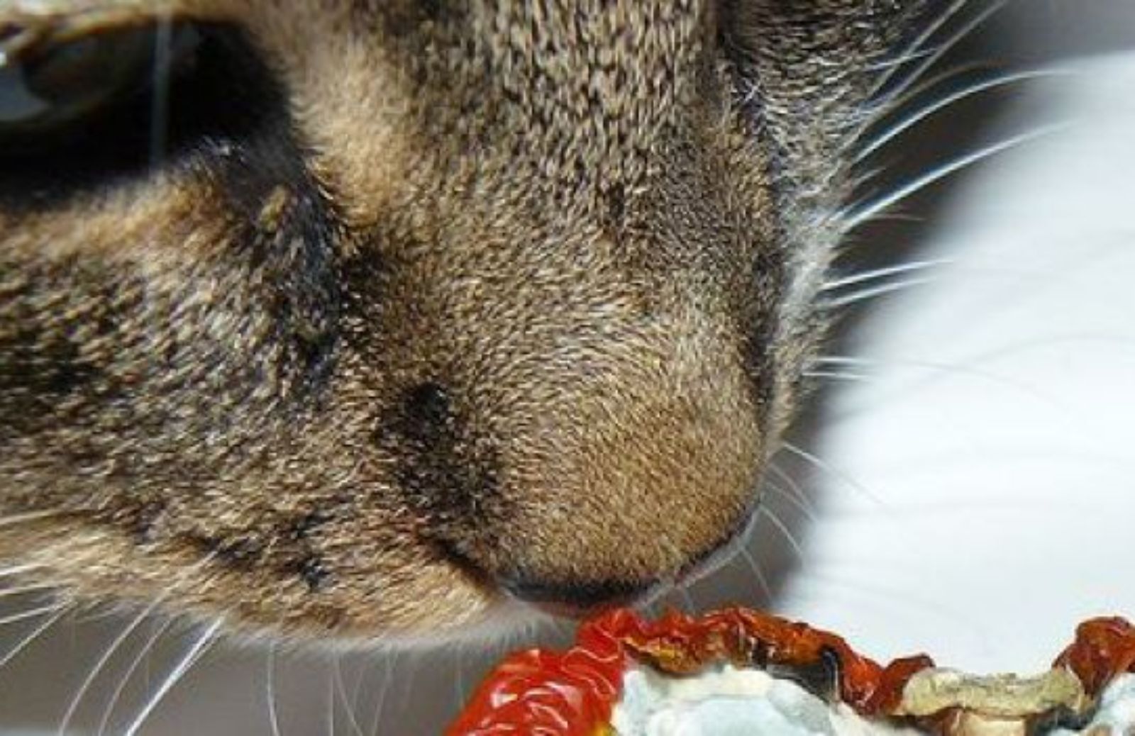 Come preparare la macinata al pomodoro per il vostro gatto