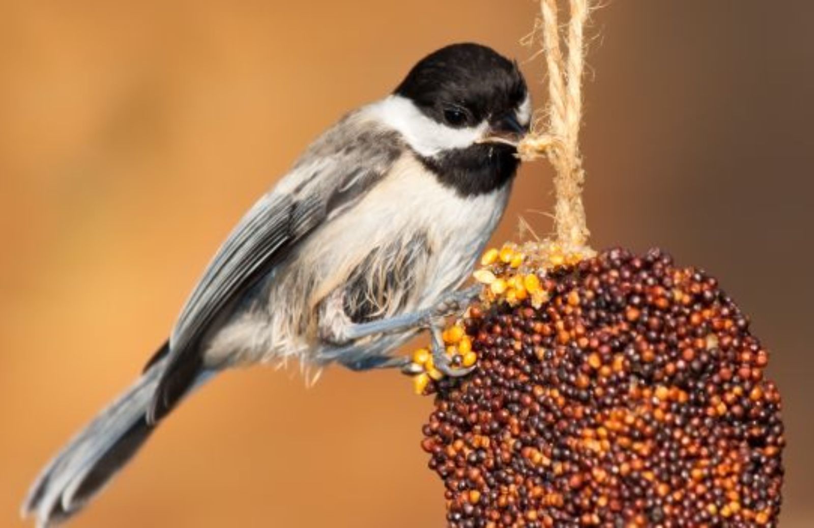 Come preparare una ricetta originale per pappagalli e uccelli domestici