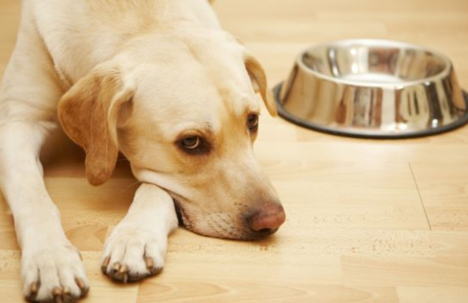 Come regalare un pasto ai cani abbandonati