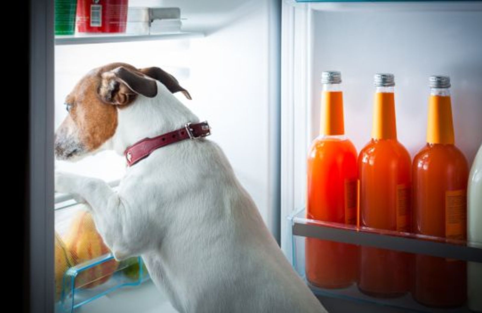 Come riconoscere i cibi dannosi per i cani