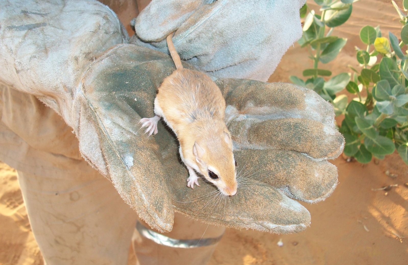 Degu del Cile: la corretta alimentazione