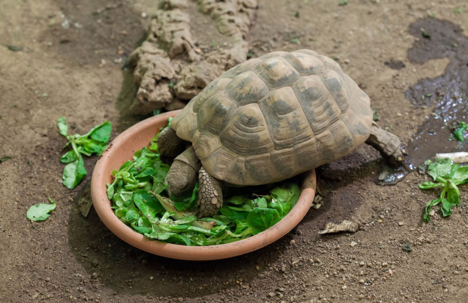 Tutto sull'alimentazione delle tartarughe di terra
