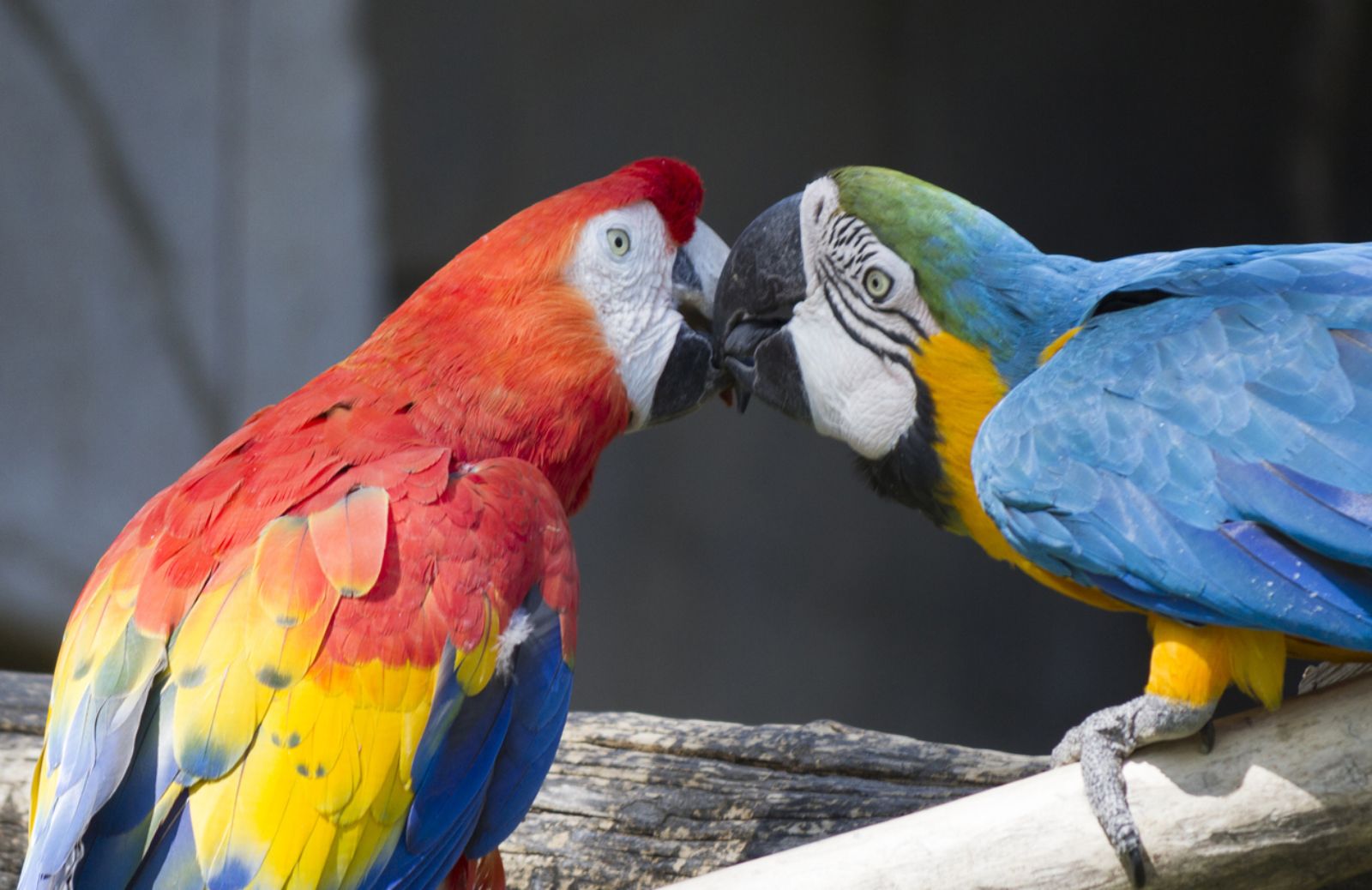 A Bussolengo una foresta per pappagalli a rischio 