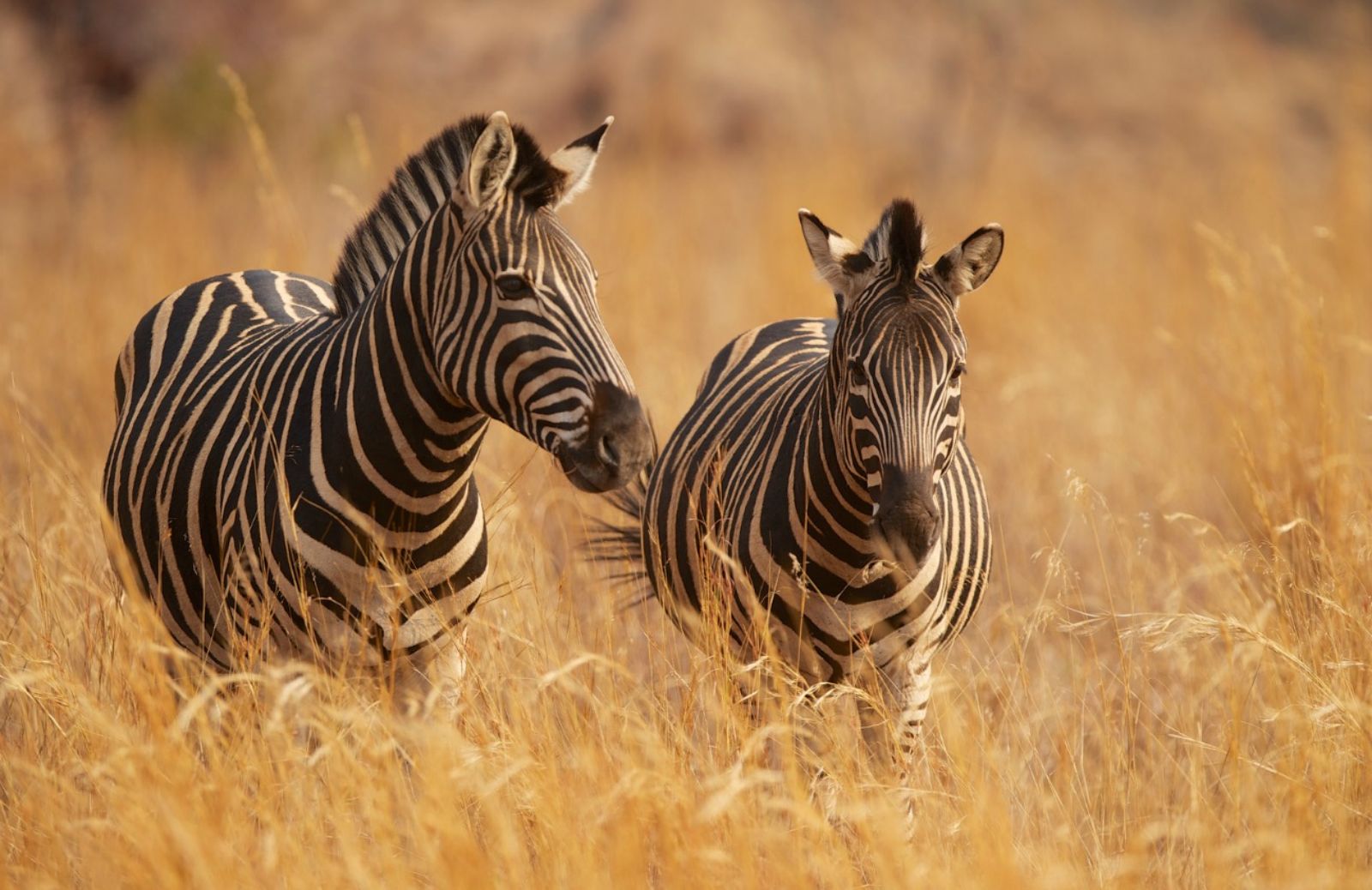 A cosa servono le strisce delle zebre? 