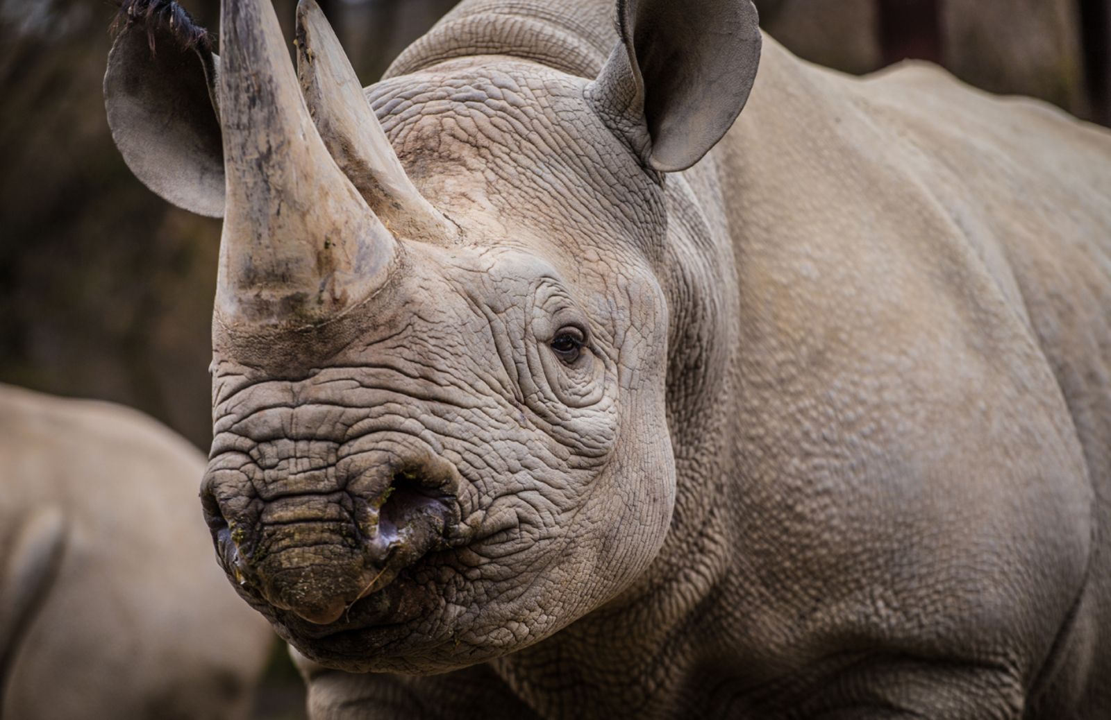 Al parco Kruger evacuazione di massa dei rinoceronti 
