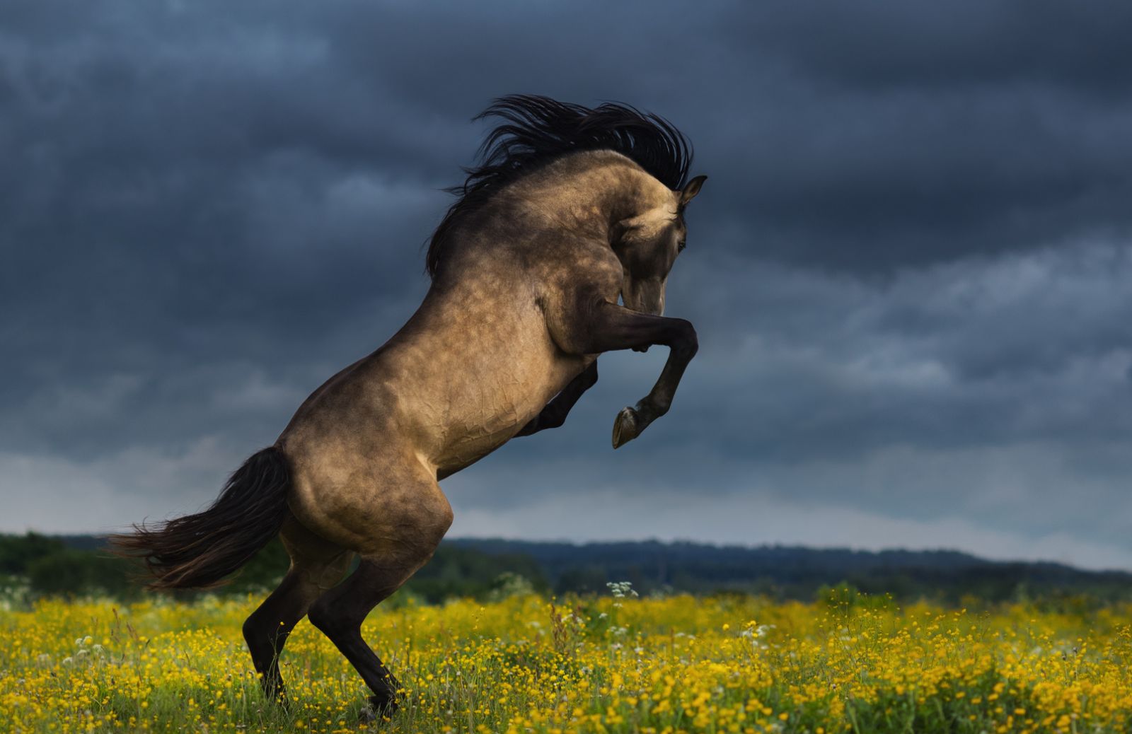 Alla scoperta del cavallo andaluso: il più elegante tra i cavalli