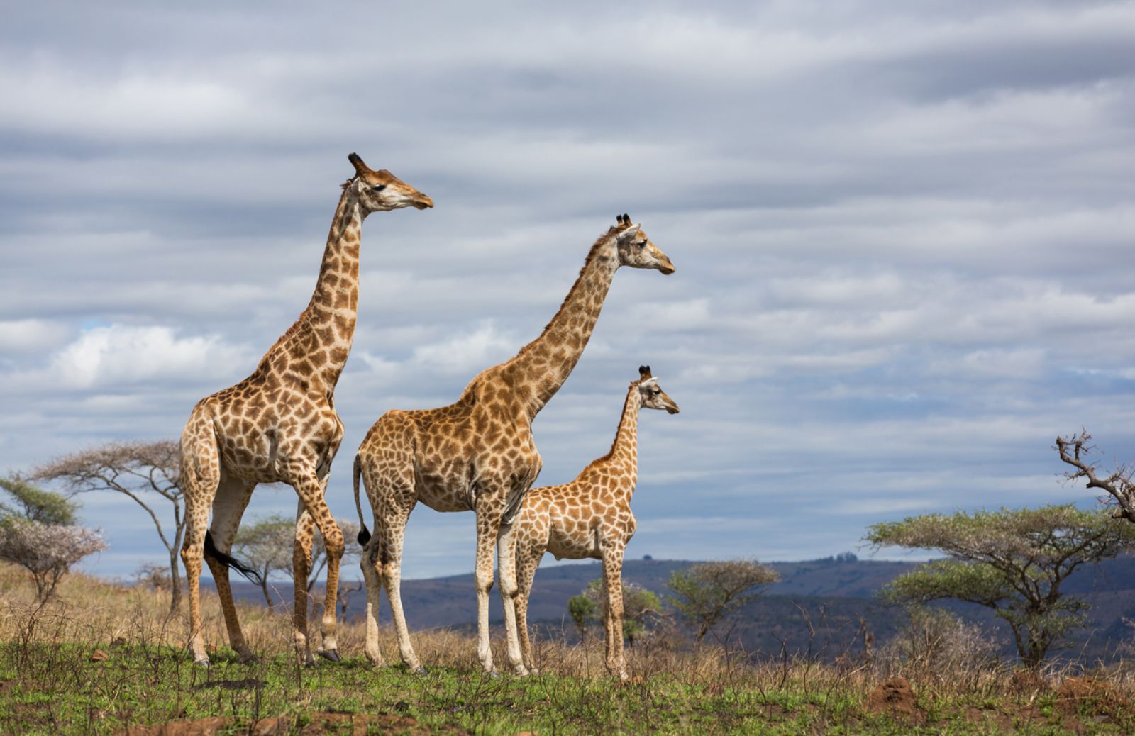 Allarme estinzione per le giraffe 