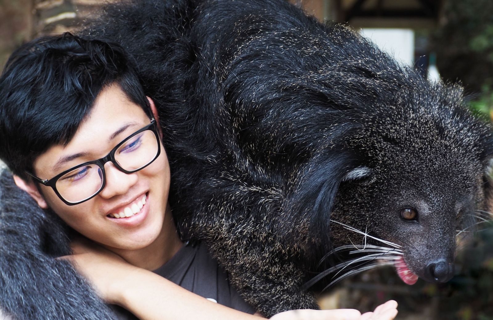 Binturong, il gatto orsino che odora di popcorn