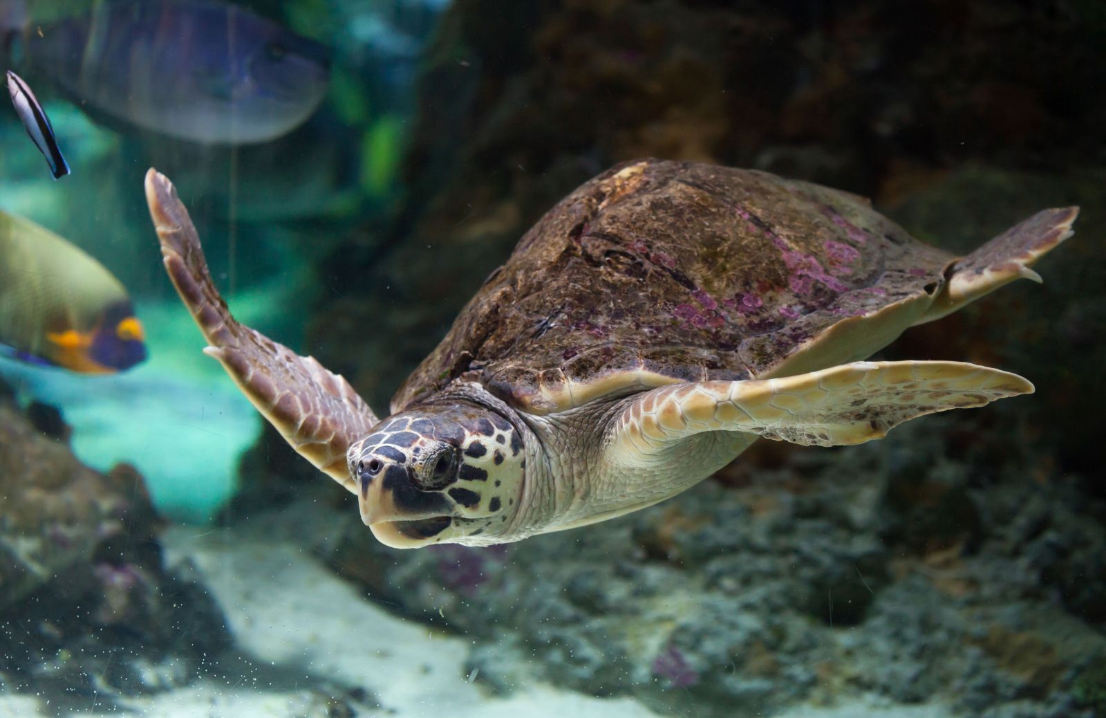 Caretta caretta: la tartaruga marina che rischia di scomparire