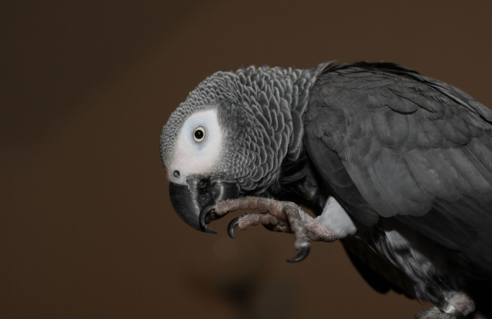 Cenerino: il pappagallo parlante più famoso al mondo 