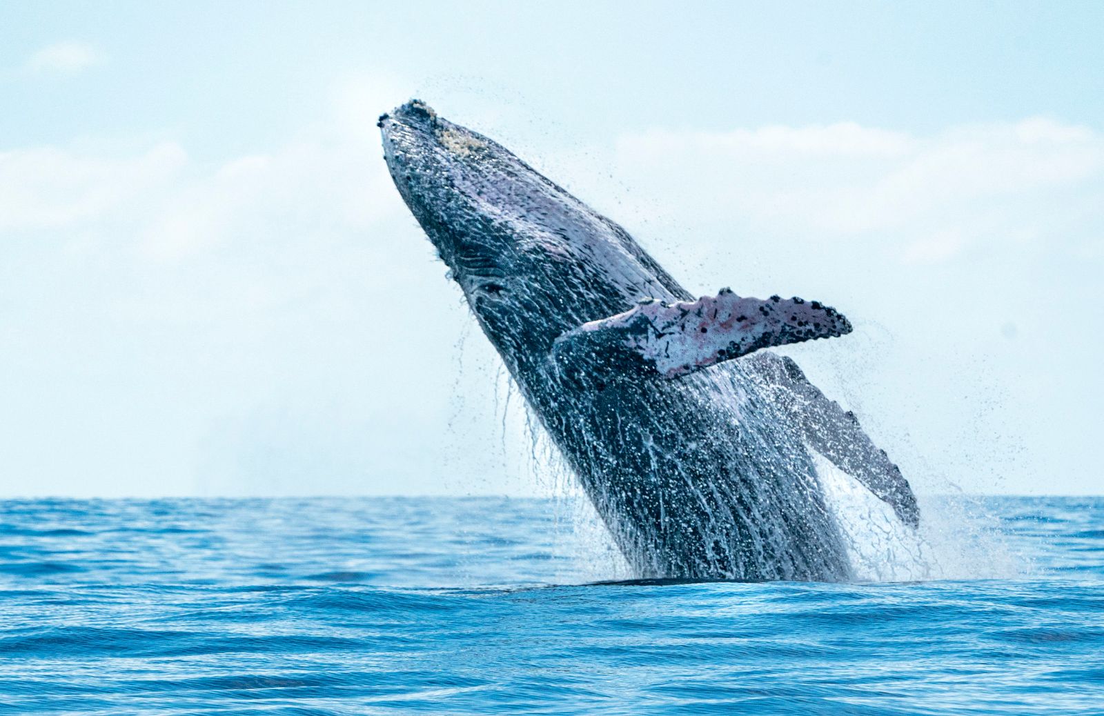 Cetacei: tutto sul breaching e gli altri comportamenti di superficie